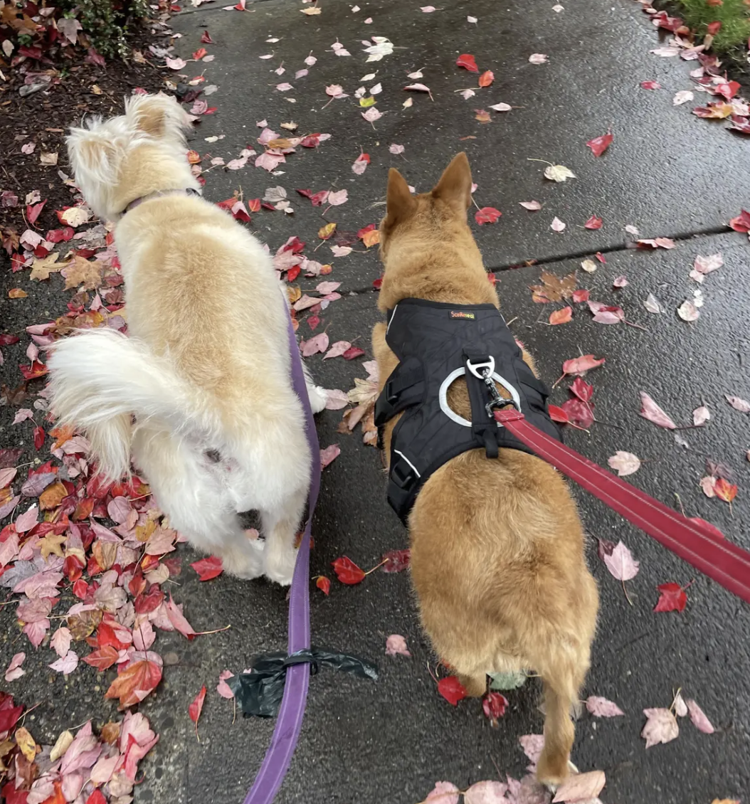 Two short stout dogs on a walk.