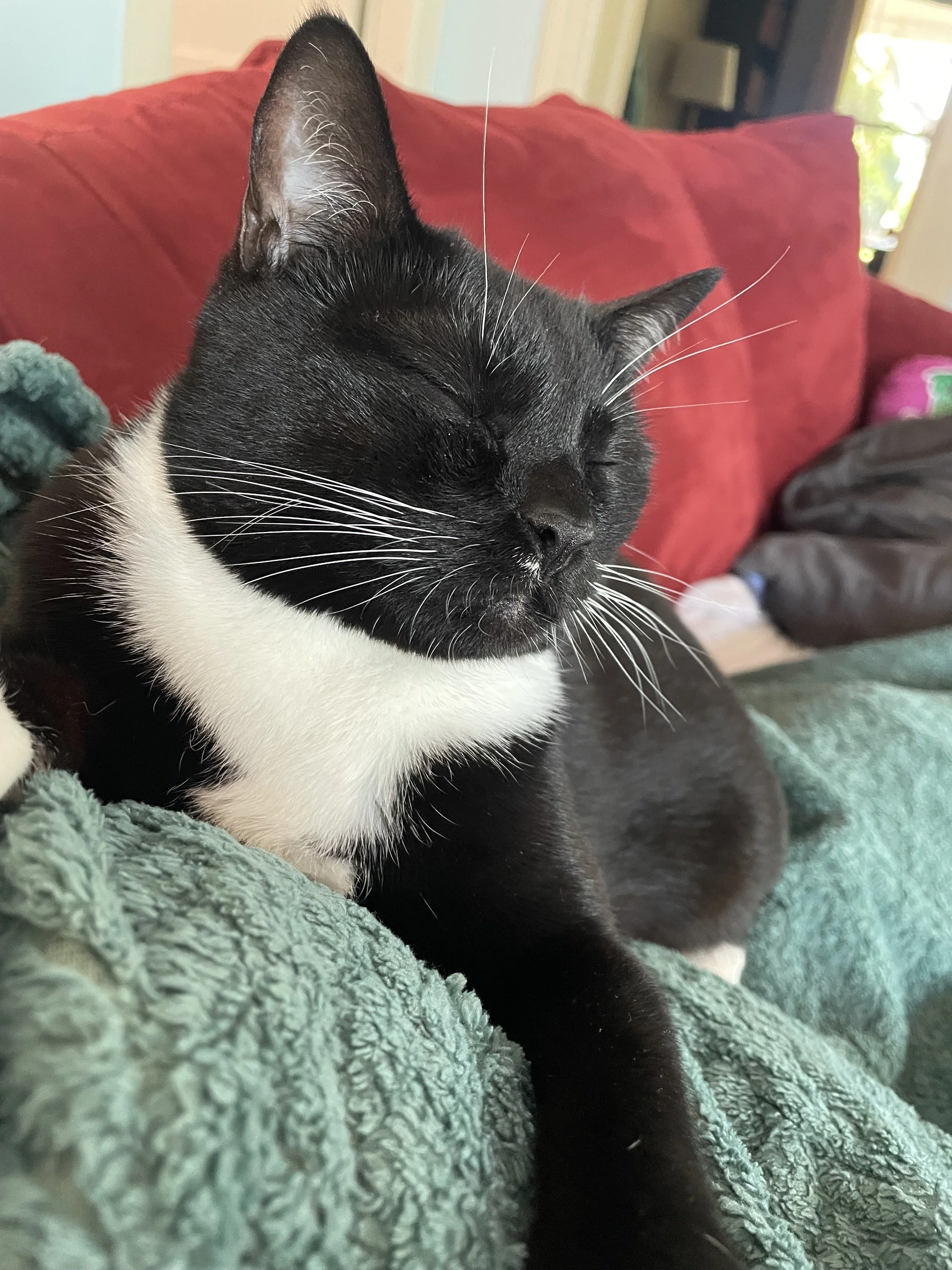 Black and white tuxedo cat taking a nap.