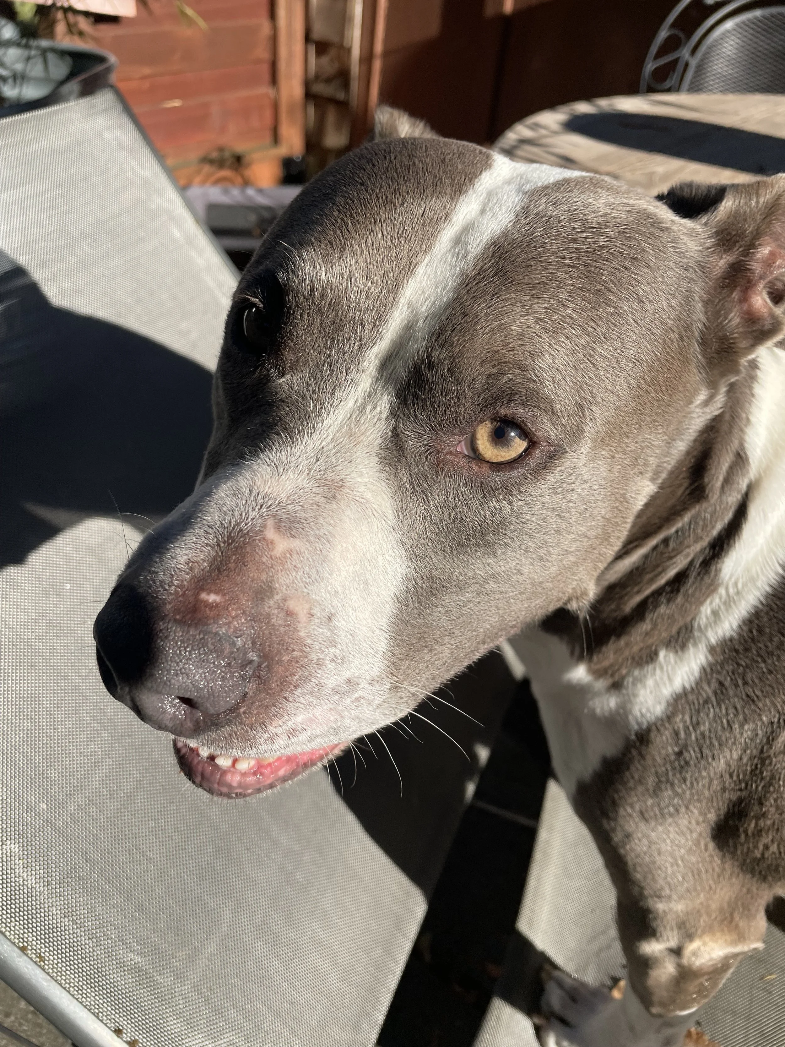 A grey and white pit bull smiling in the sun