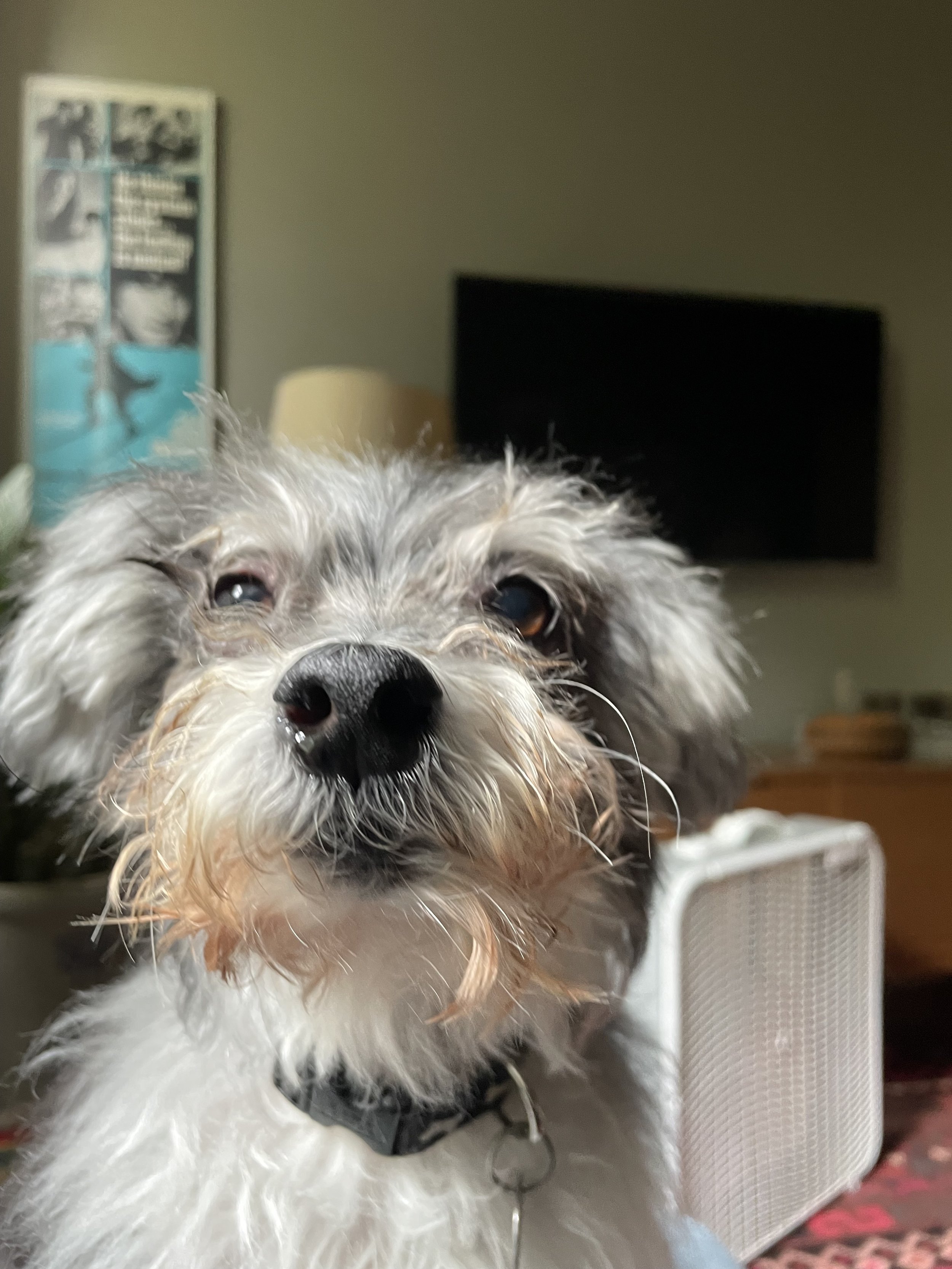 A terrier sniffing up close