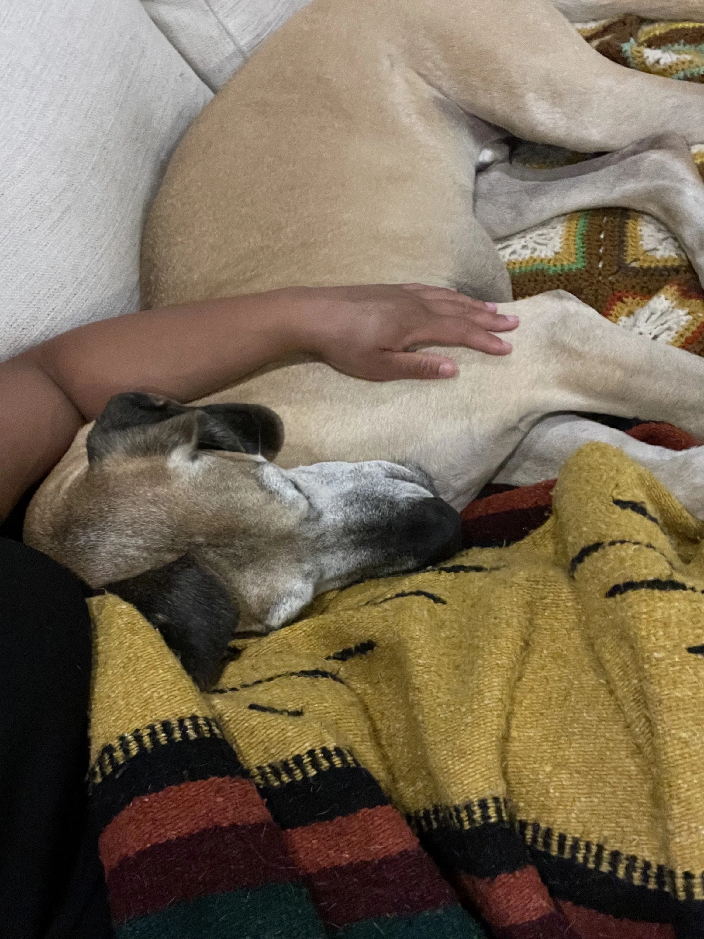 Great dane napping next to pet sitter on couch while pet sitter has their arm wrapped around him.