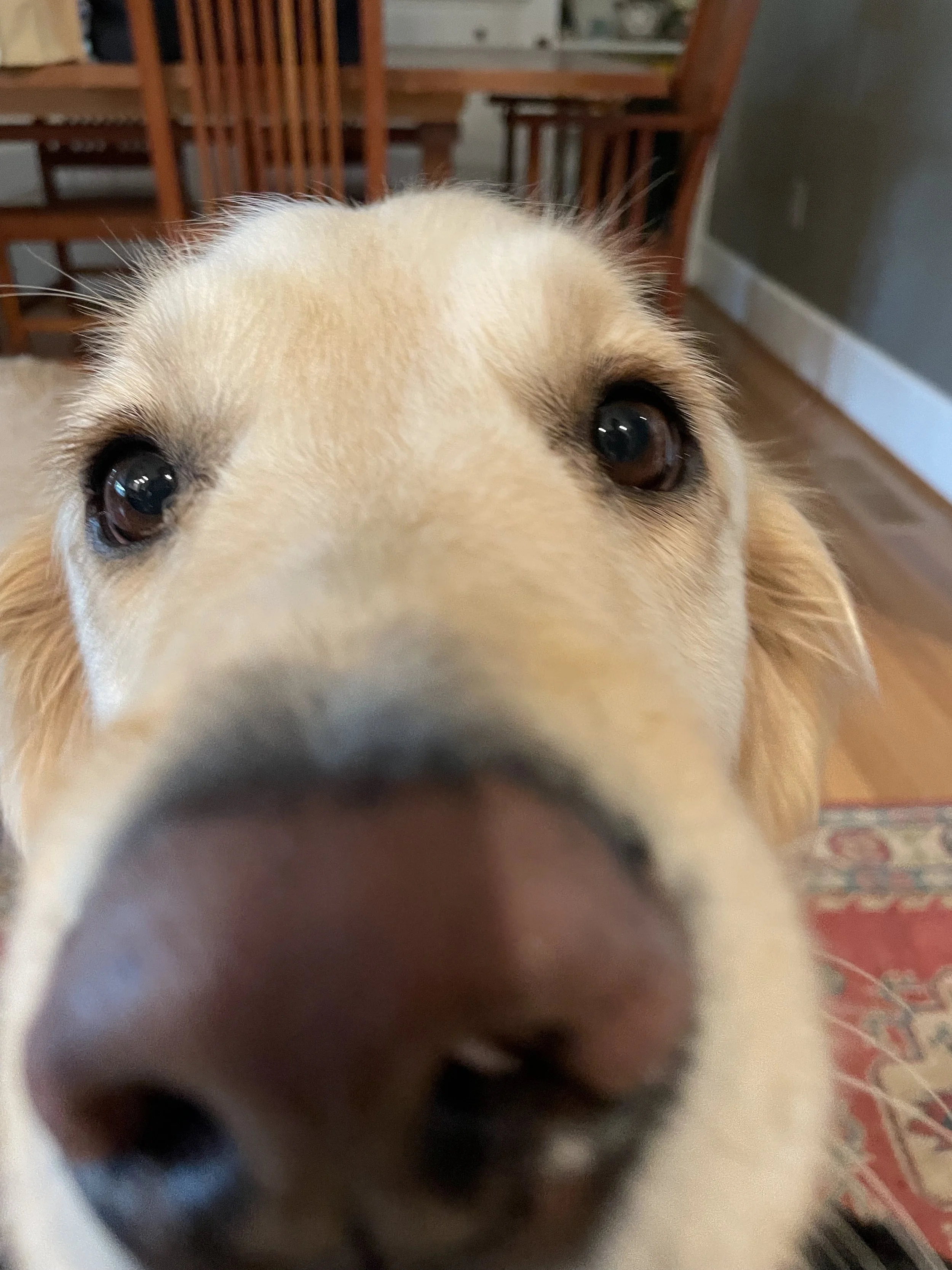 Close up of golden retriever sniffing the camera.