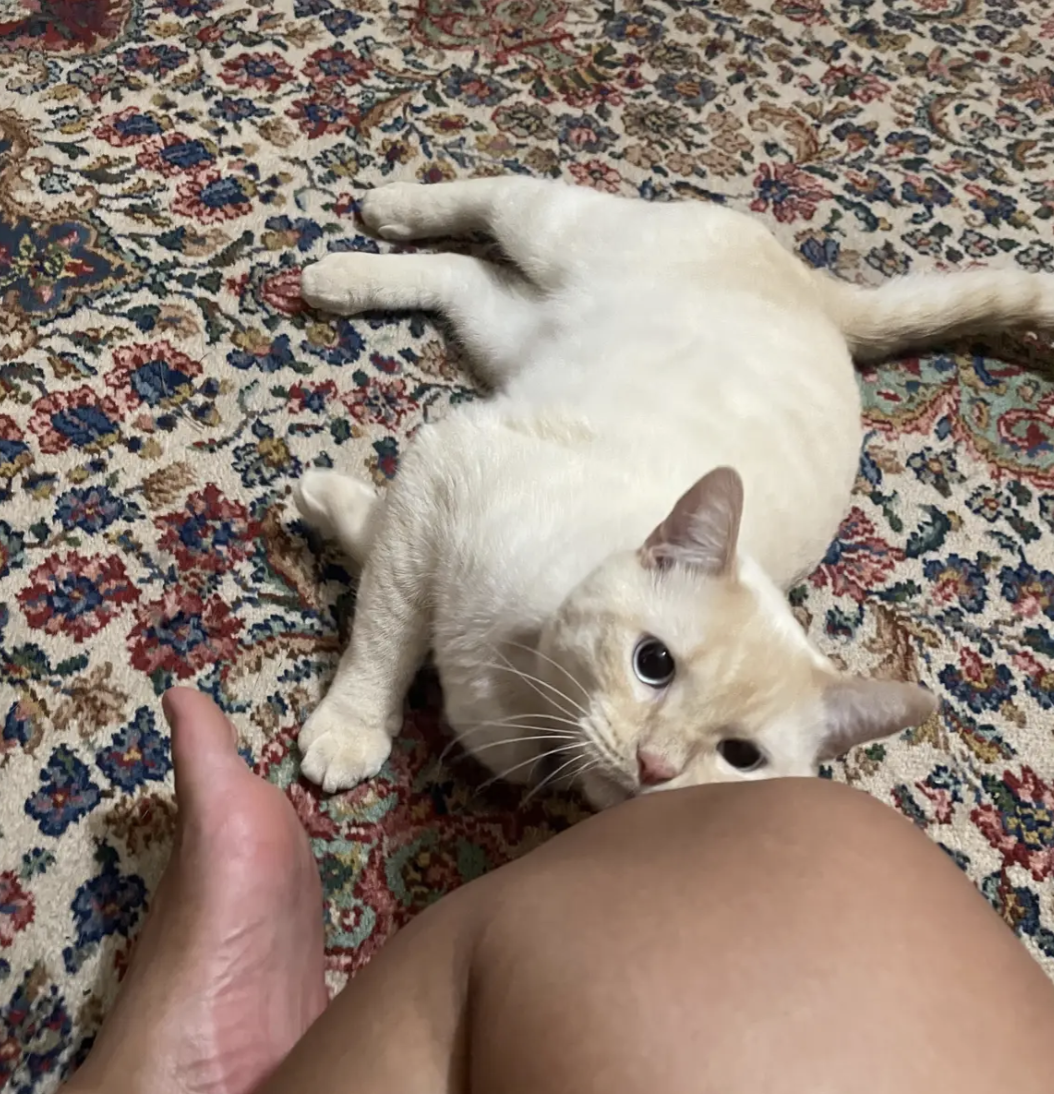 Blond American short hair cat cuddling with pet sitter.