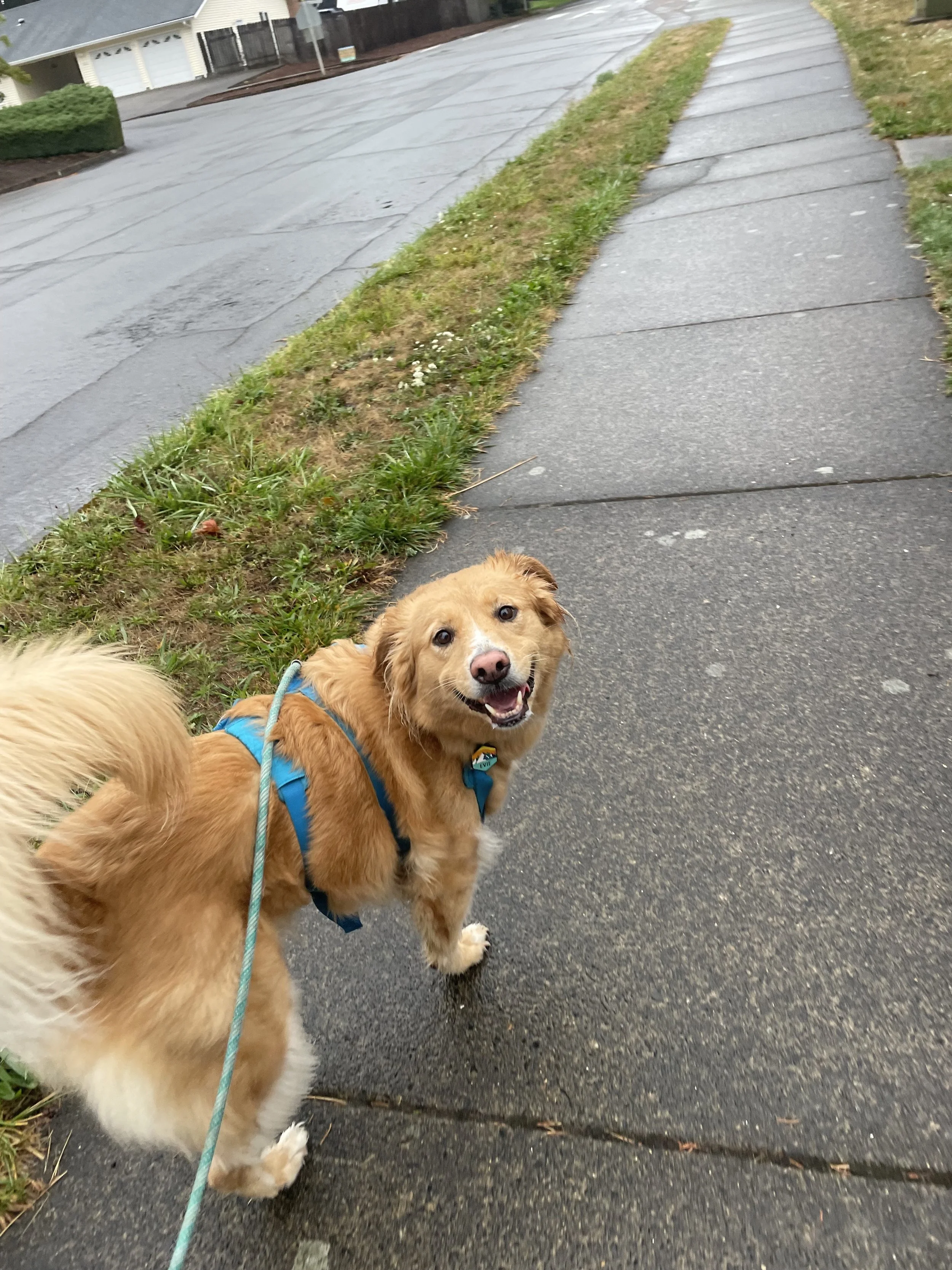 A tri-pod golden retriever smiling on a walk