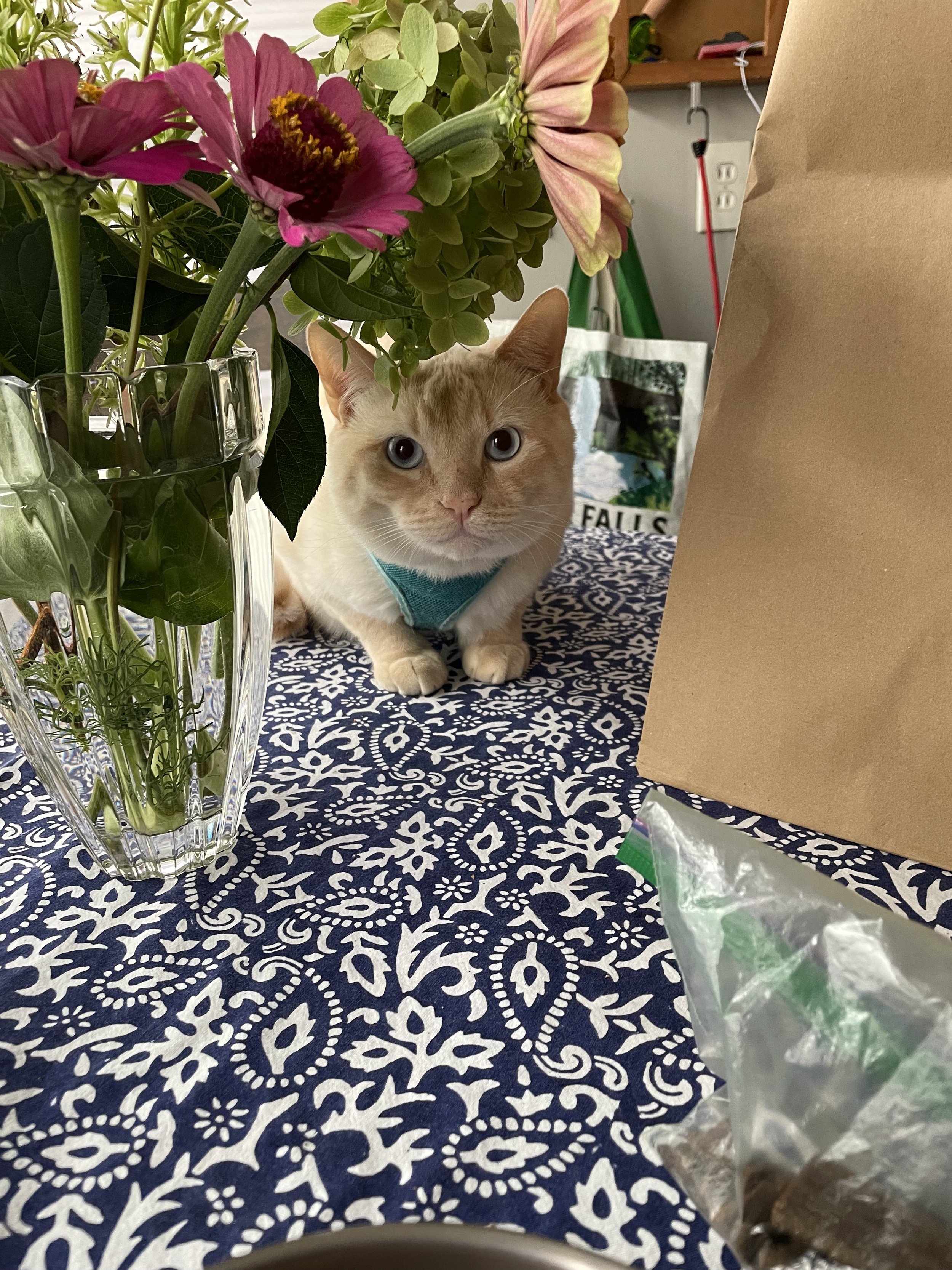 A pale yellow and white cat peeking from behind flowers