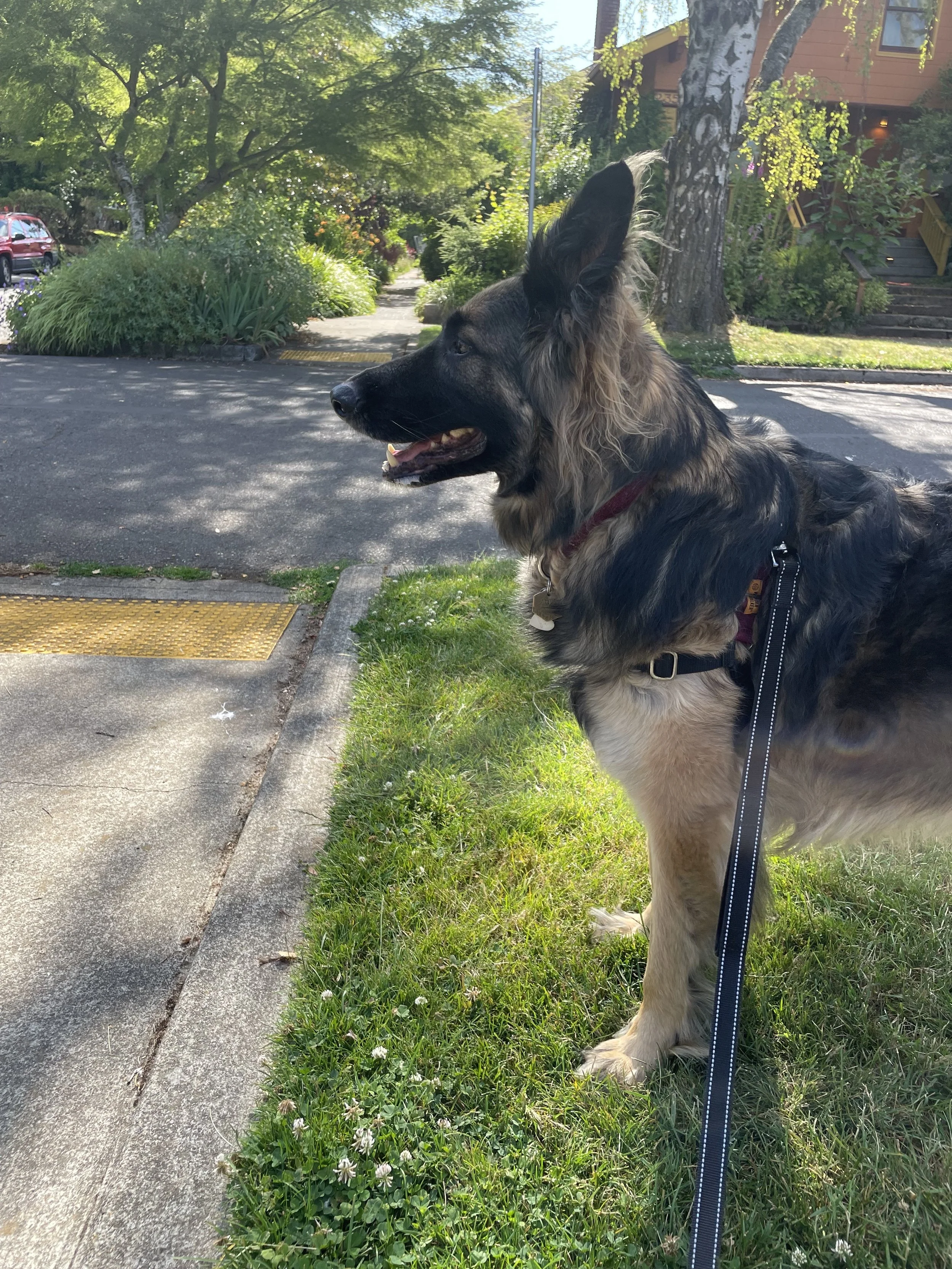 King German Shepherd smiling and standing in grassy spot.