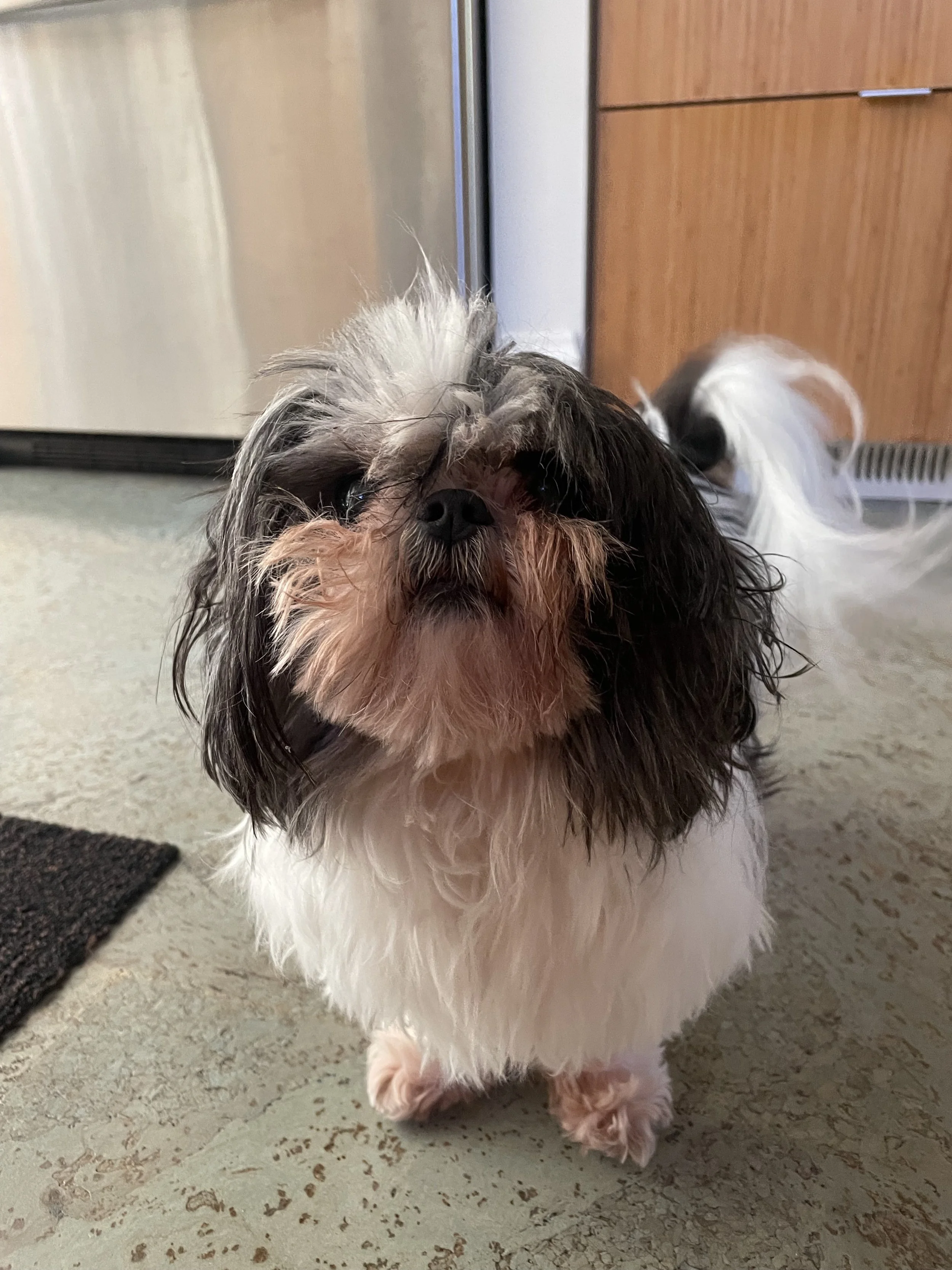 A Shit-zu waiting for treats