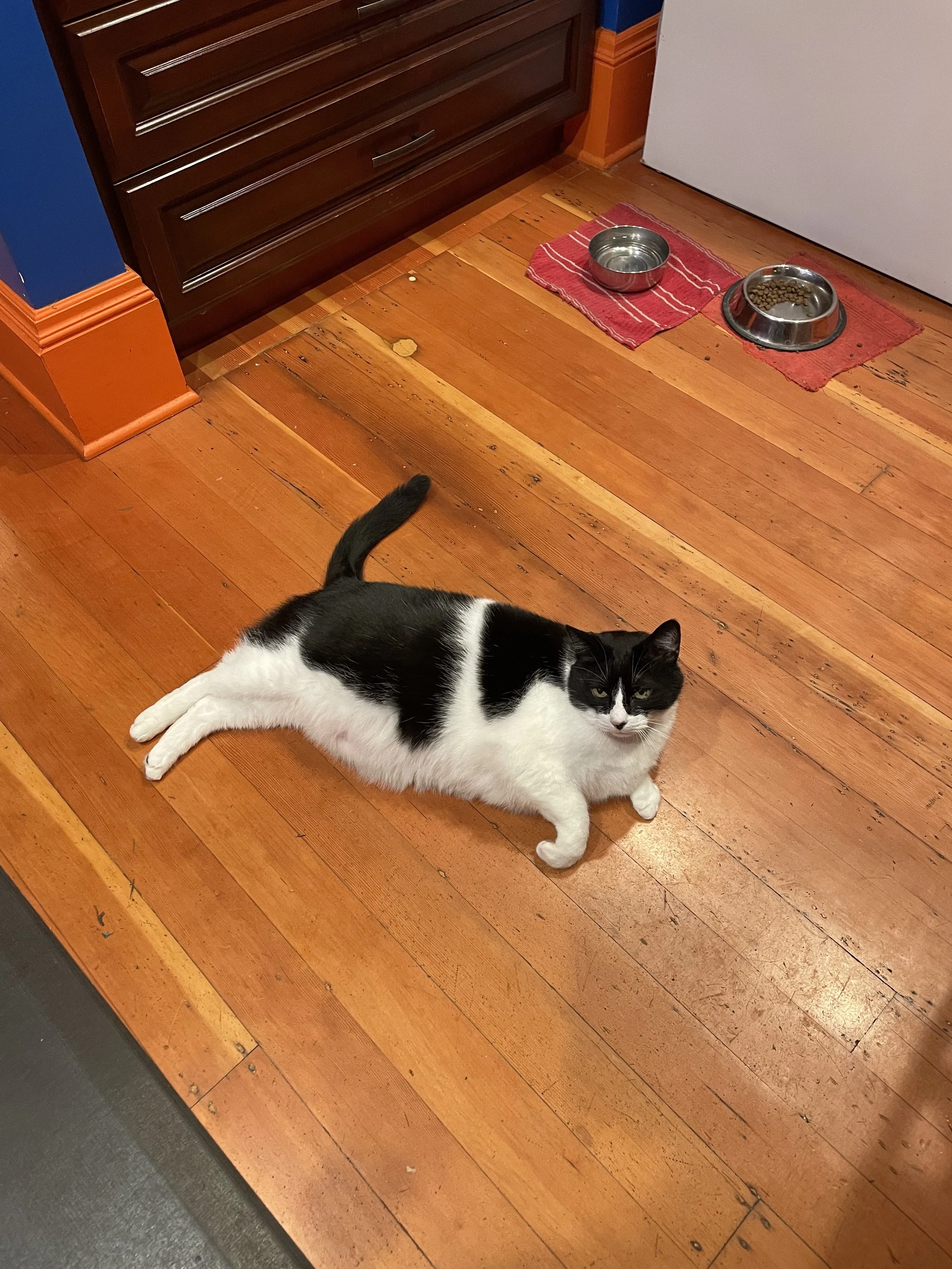 A black and white cat lounging