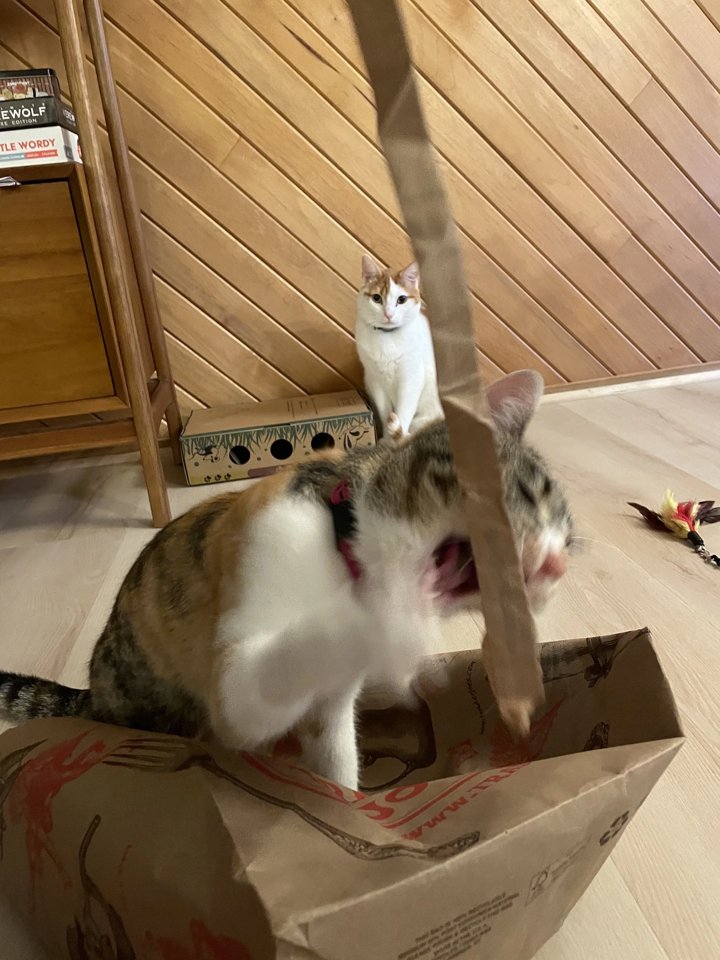 A calico and a white and orange car playing