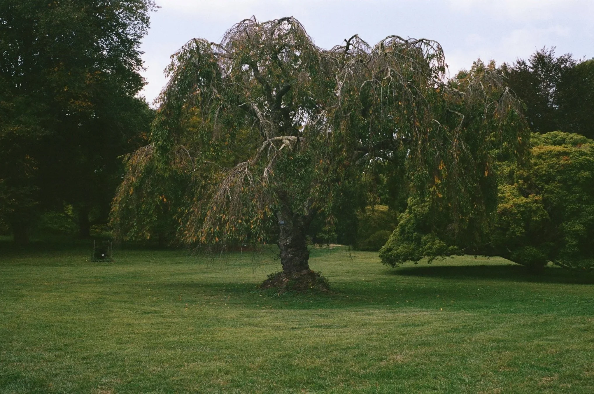 A large tree with drooping branches and some leaves missing is in the center of a grassy park, with other trees in the background.