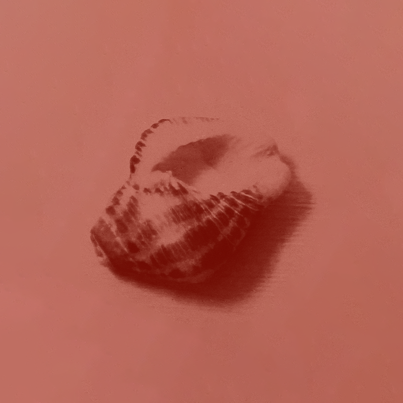 Seashell as a symbol of growth and resilience