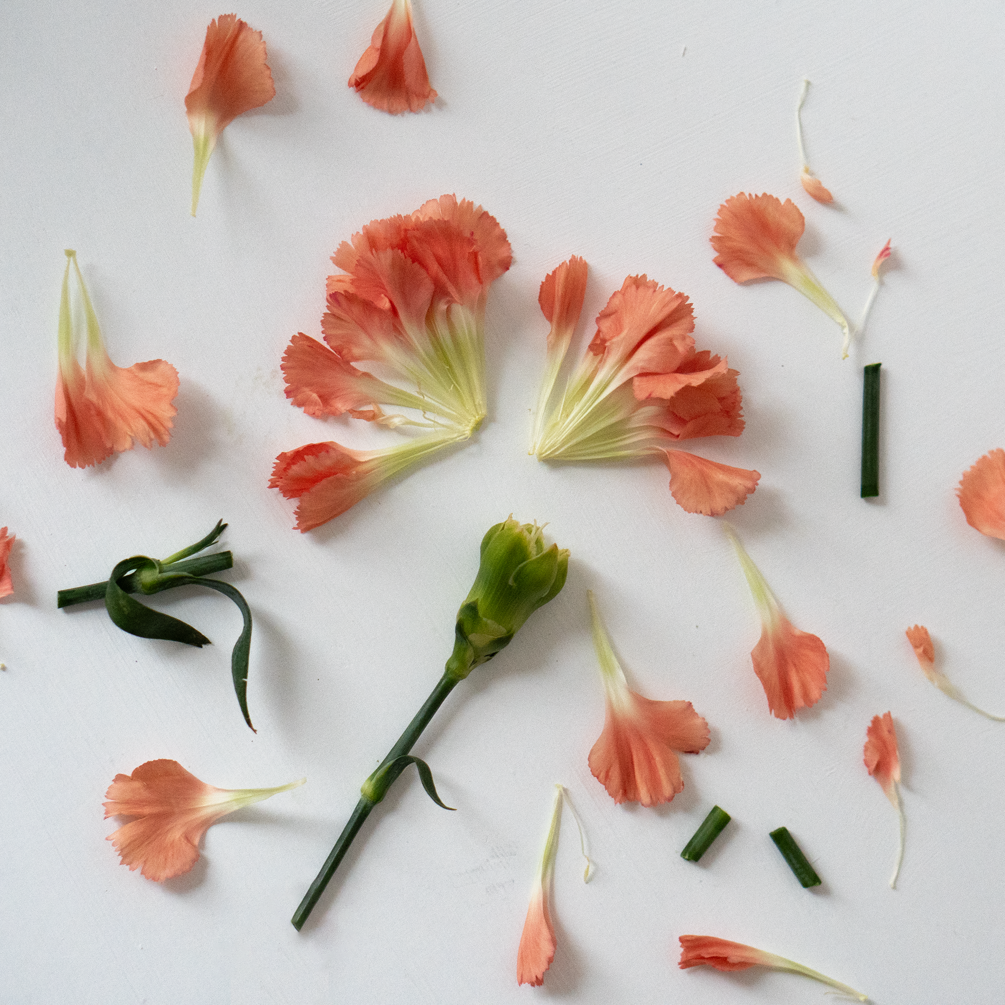 A flower pulled apart symbolizing parts work