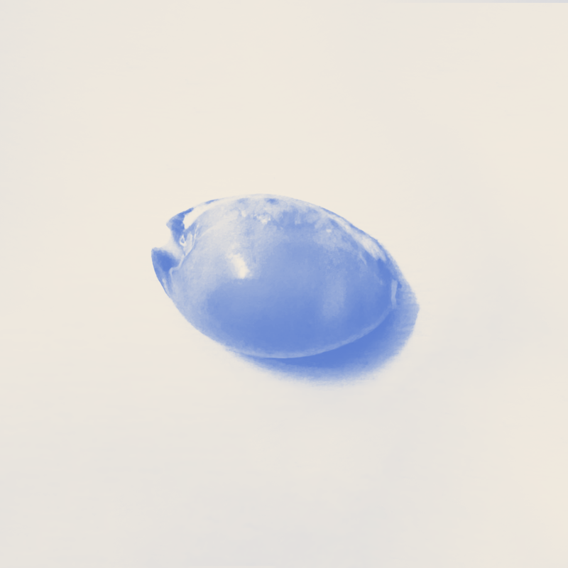 Neutral seashell image for a calming therapy website