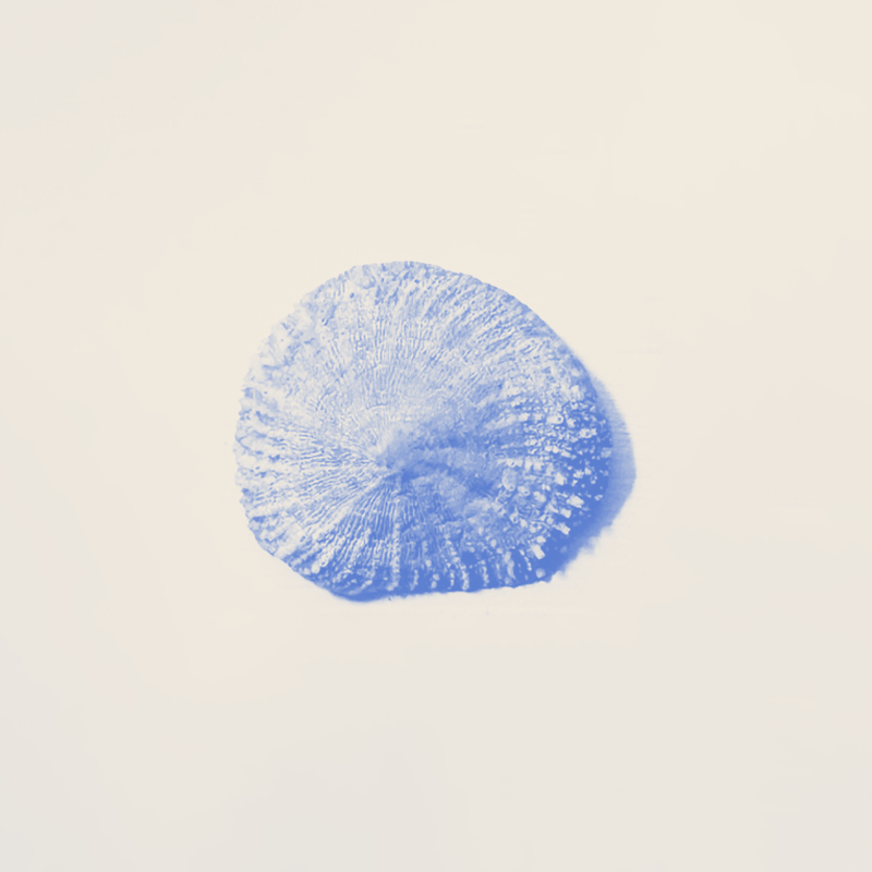 Shell symbolizing the protective layers of healing