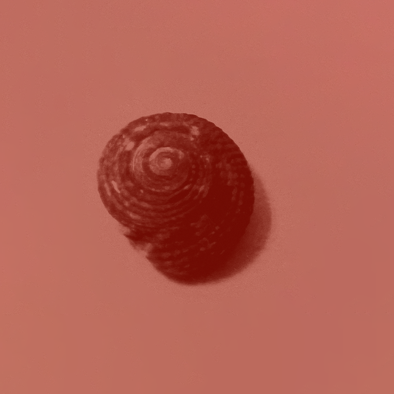 Soft ocean shell representing returning home to yourself