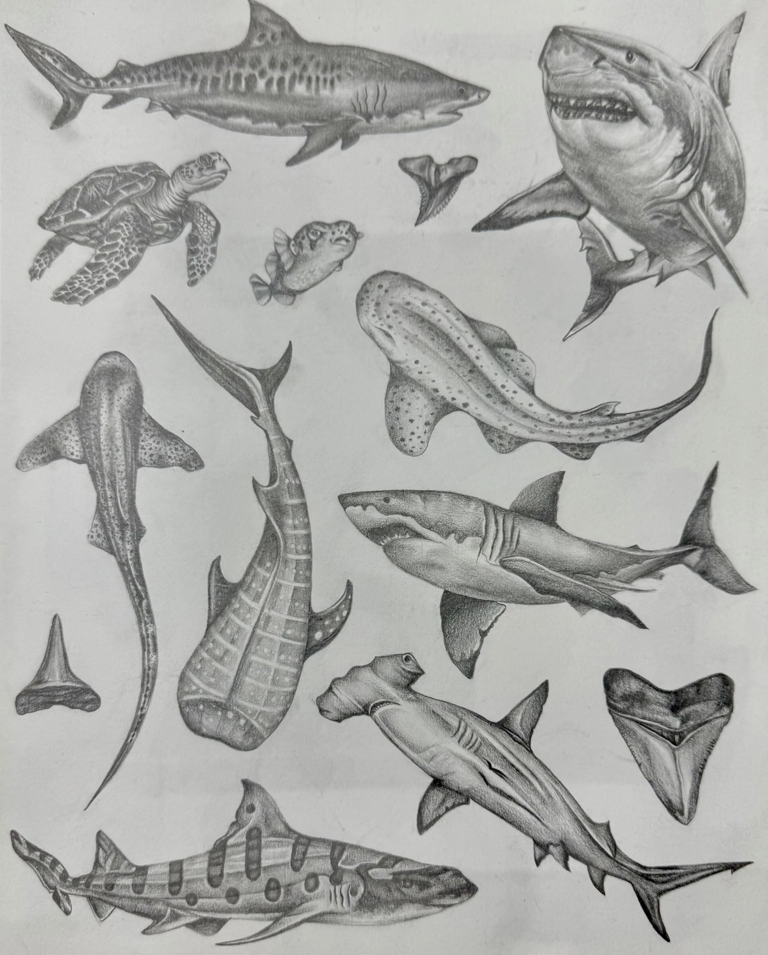 A collection of various fish, sharks, and sea creatures, all illustrated in black and white.