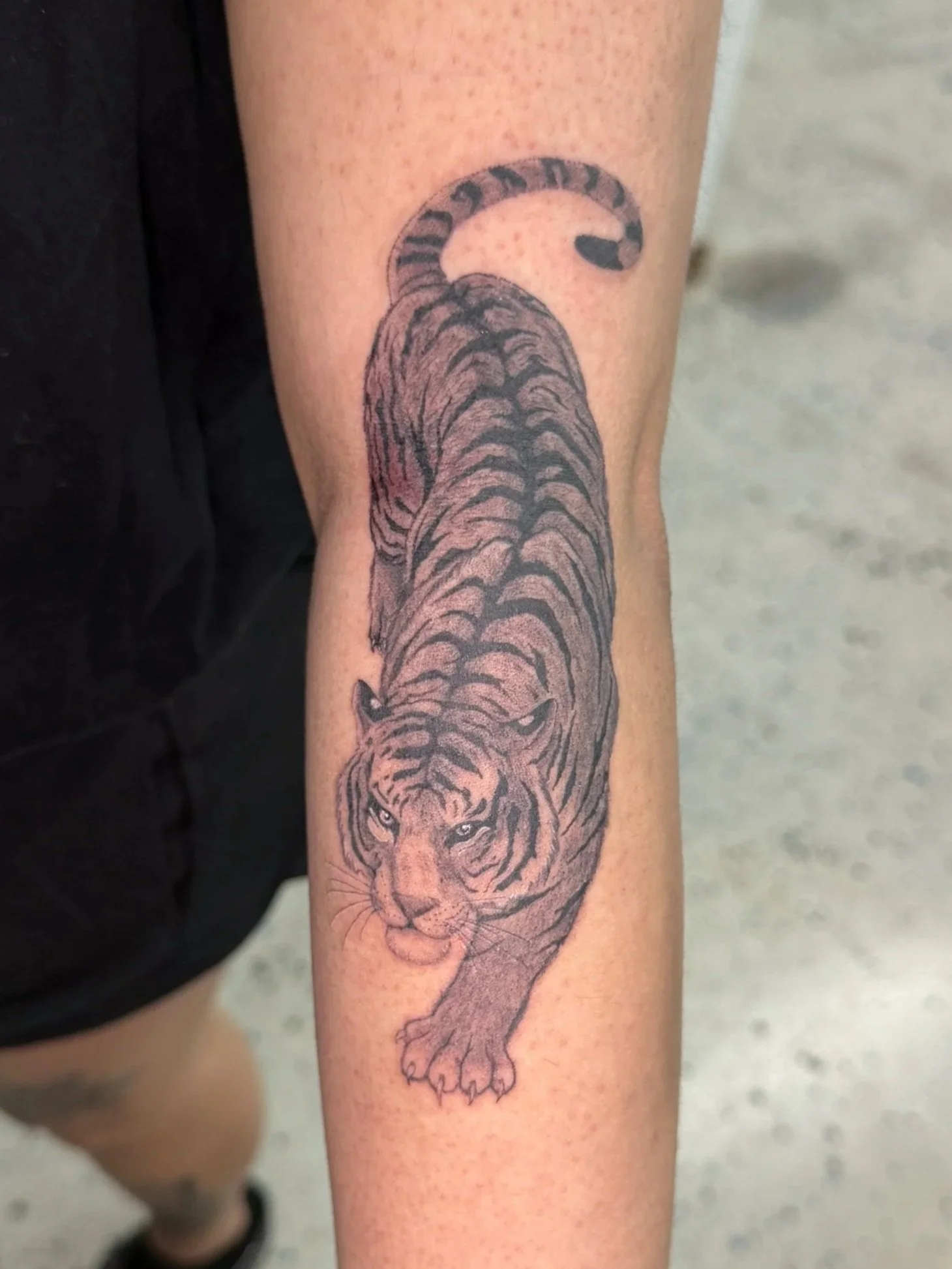 Tattoo of a roaring tiger on a person's forearm, depicted in black ink with detailed stripes.