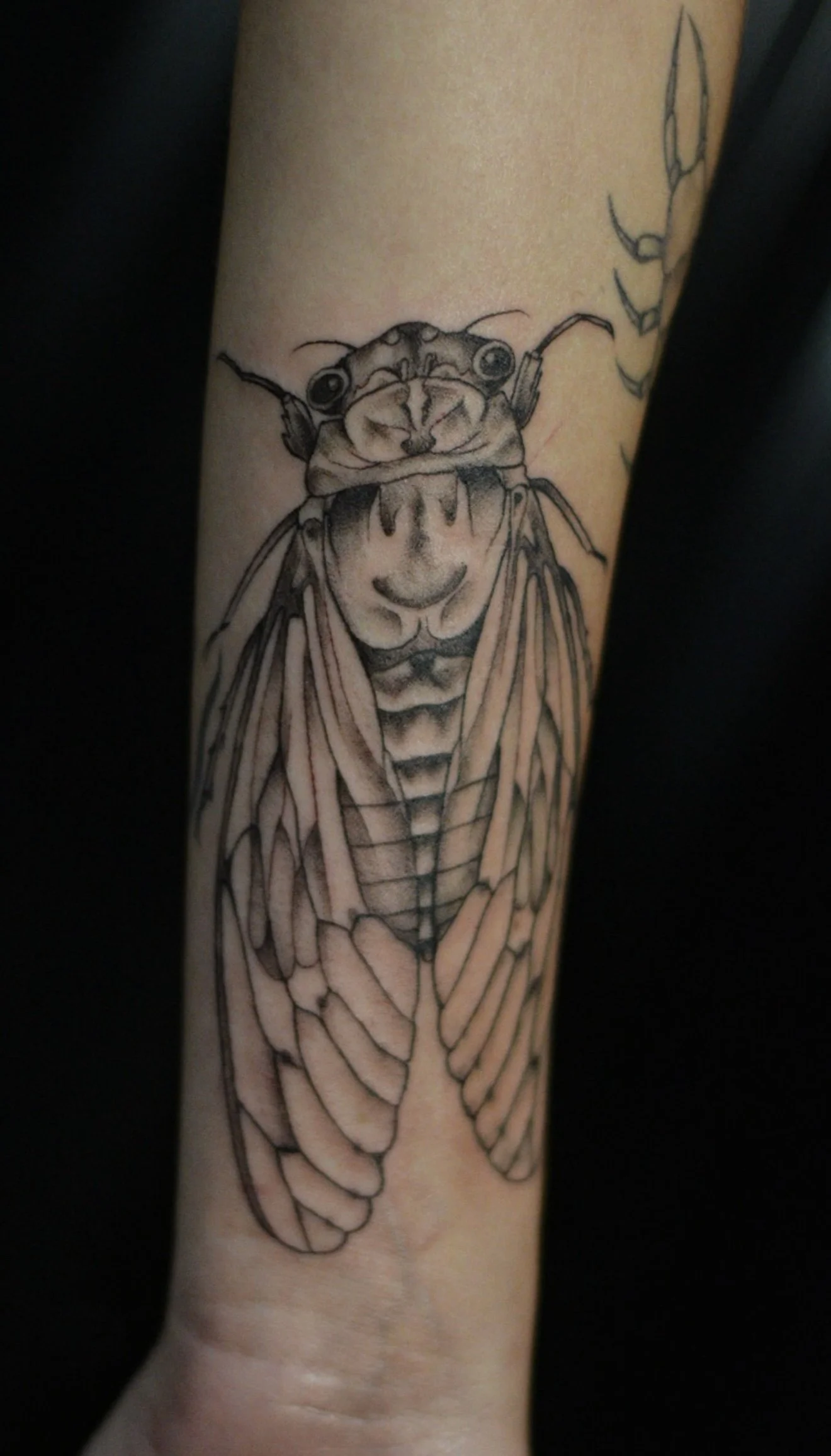 Black and grey tattoo of a cicada with a dog's face and a smirking expression.