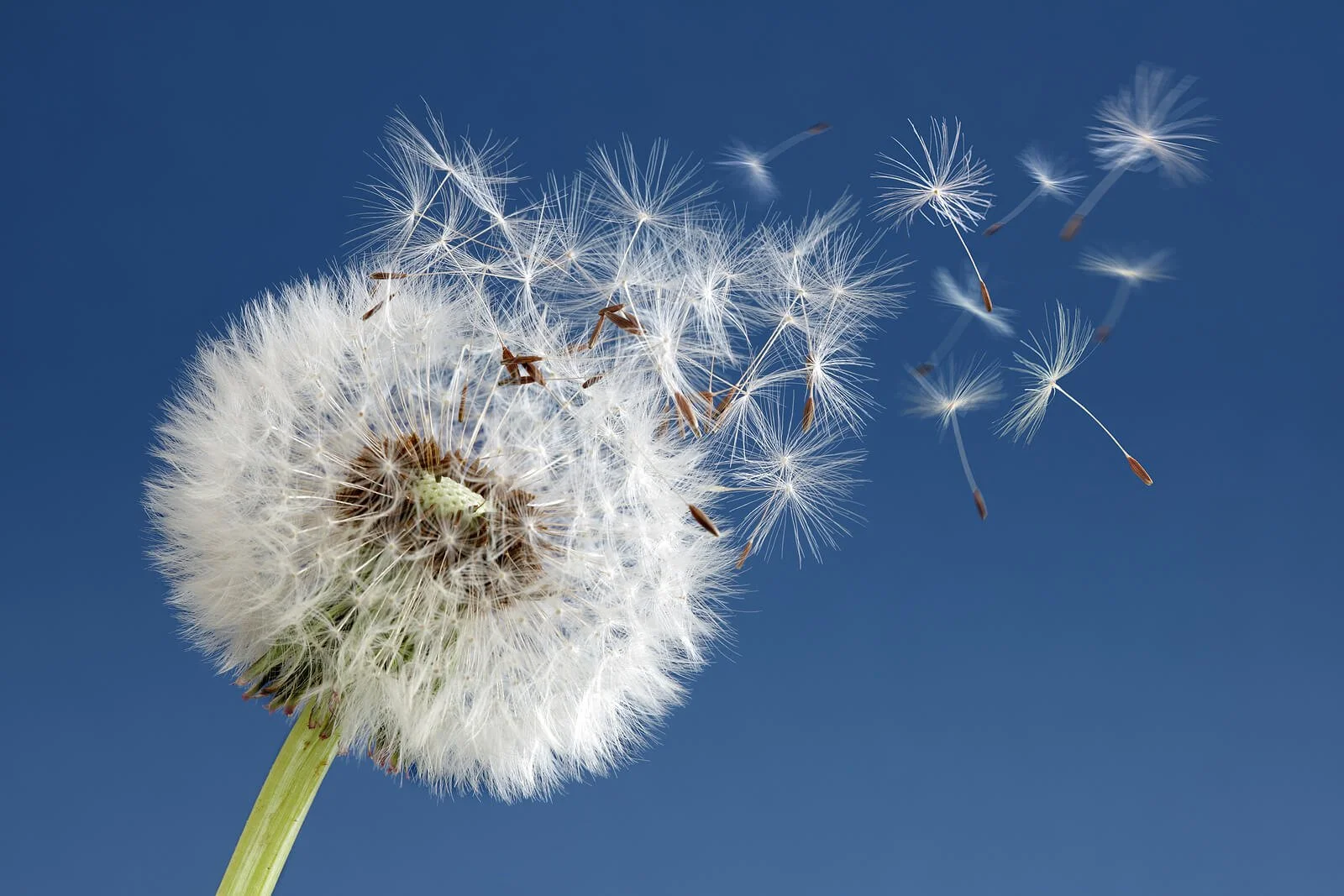 A dandelion releases delicate white seeds into a clear blue sky. Can you learn to release intrusive thoughts instead of fighting them? Online therapy for OCD in Wauwatosa, WI, teaches you to respond differently to obsessive patterns.