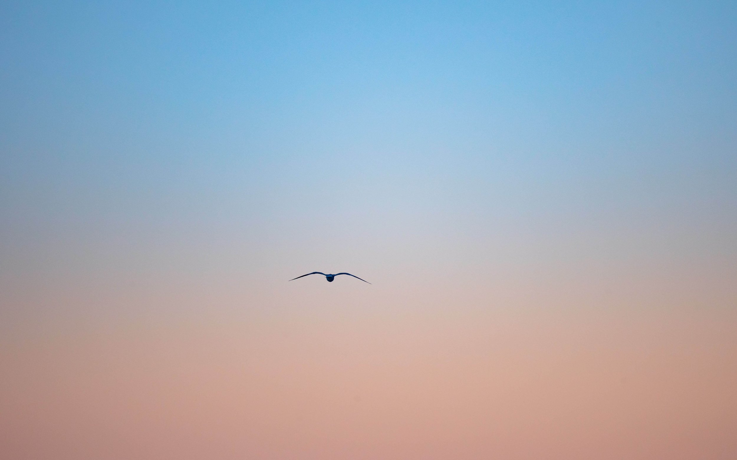 A bird glides through a peaceful sky, transitioning from blue to pink hues. Can myths about panic attacks make it harder to find calm? An online panic disorder therapist in Wauwatosa, WI can help you separate fact from fiction.