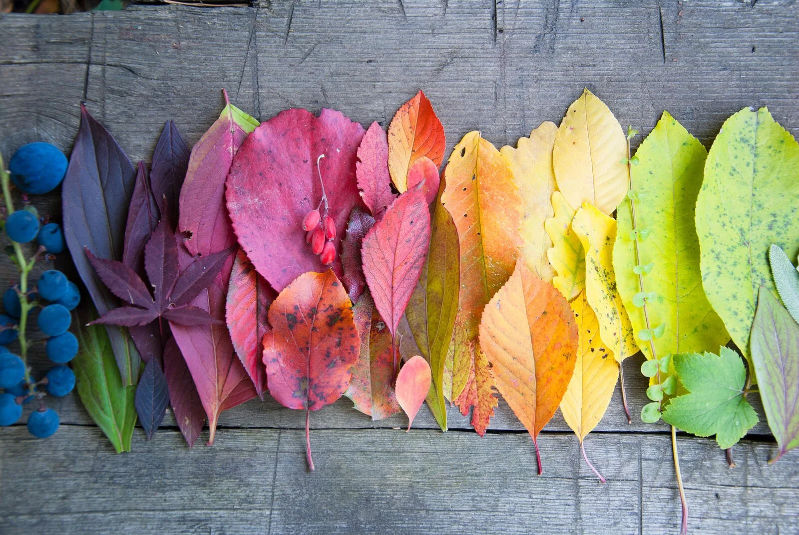 Colorful autumn leaves arranged on weathered wood. When perfectionism demands flawless execution, does it fuel your OCD rather than reduce it? An online OCD therapist in Wauwatosa, WI, teaches acceptance over control.