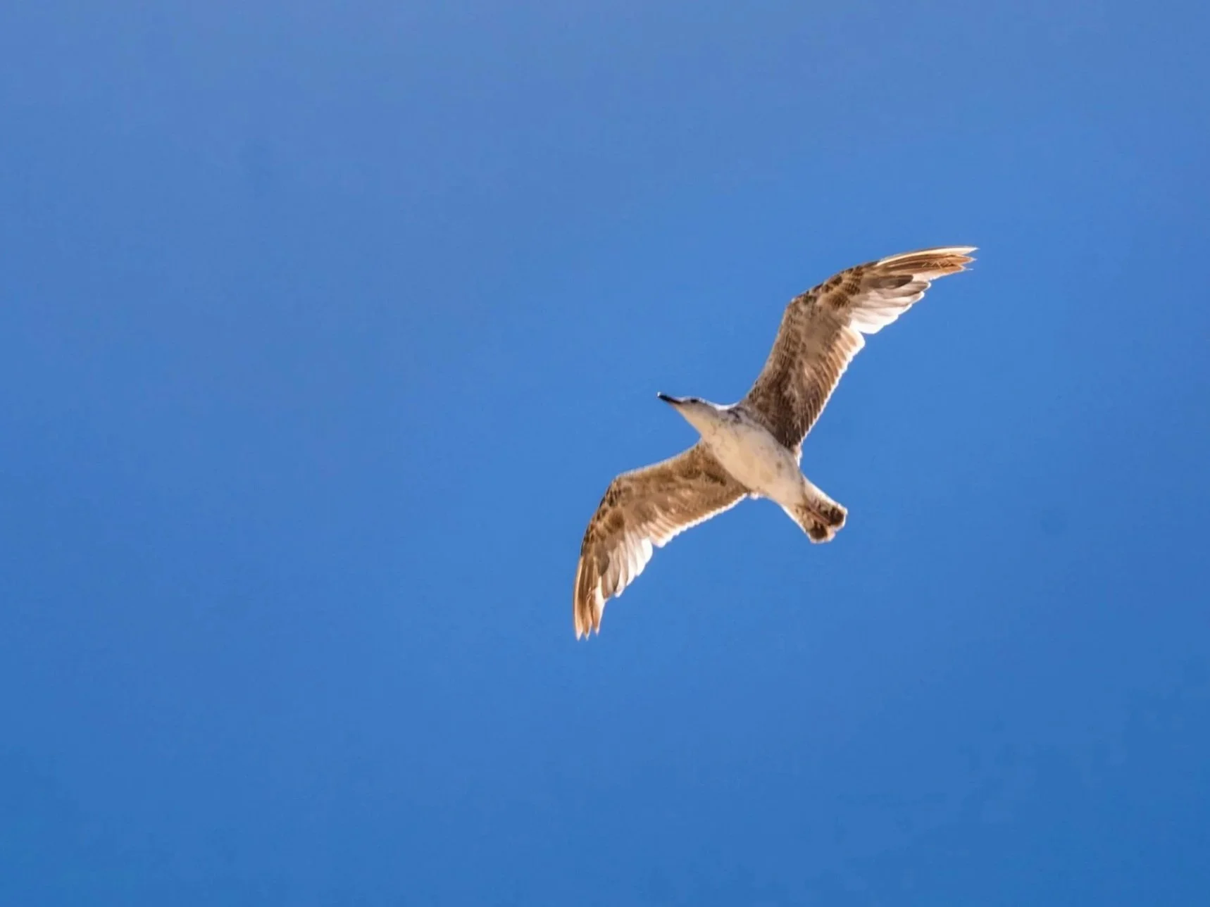 A seagull soars freely against a vivid blue sky. Want to feel this free from obsessive thoughts and rituals? ERP treatment through online therapy for OCD in Wauwatosa, WI, helps you reclaim control and live beyond compulsive patterns.