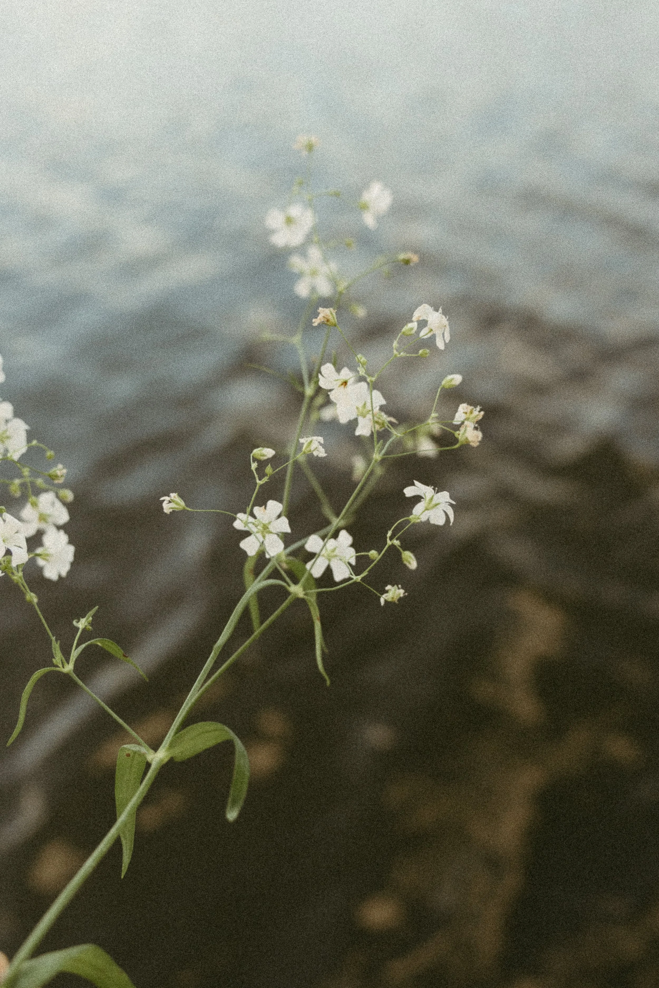 Flowers hang over water. August 2025 Elopement/Wedding Sailboat/Sailing Session with KC Photography