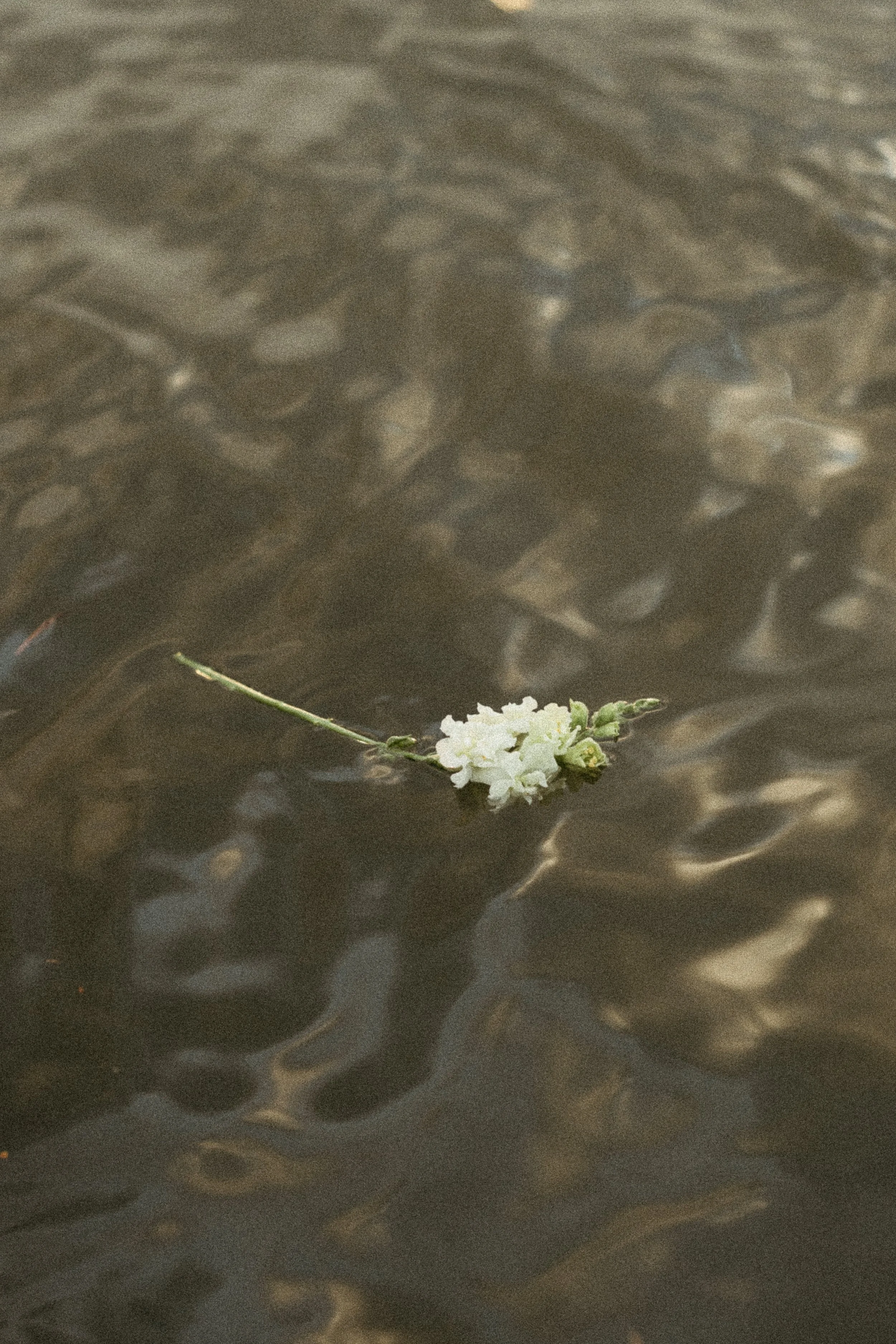 Flowers are pictured floating on the top of water. August 2025 Elopement/Wedding Sailboat/Sailing Session with KC Photography
