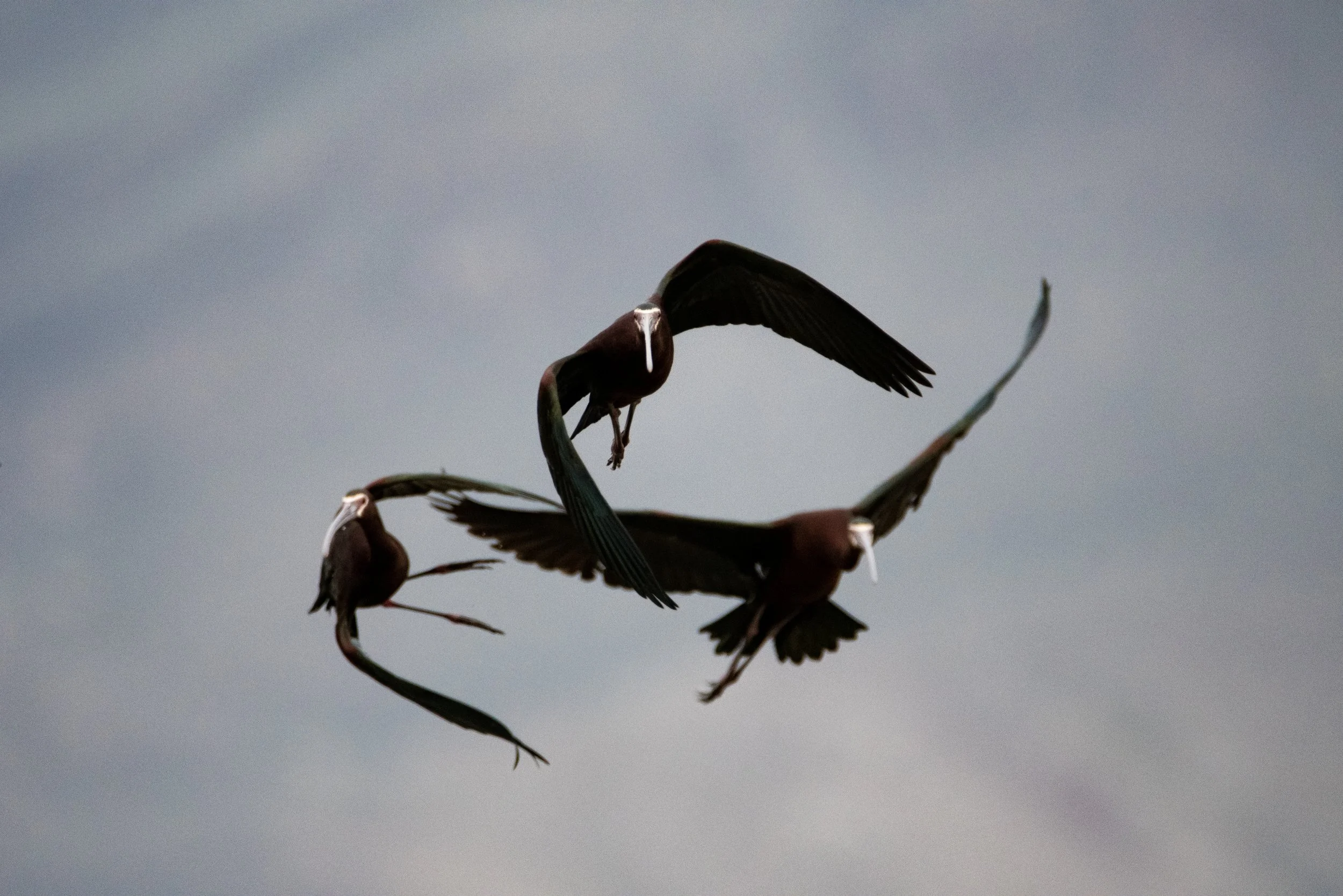 Three White-faced Ibis flying in unison, in synchronized aerial acrobatics near Crescent Valley, Nevada. Beautiful big birds.
