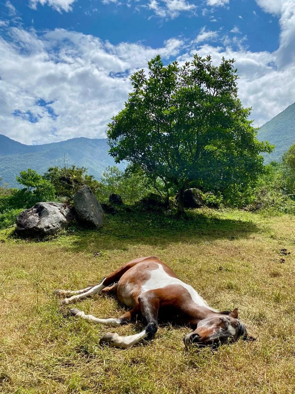 A brown and white horse lying on the grass in a natural landscape with green trees, large rocks, and mountains in the background under a partly cloudy sky.