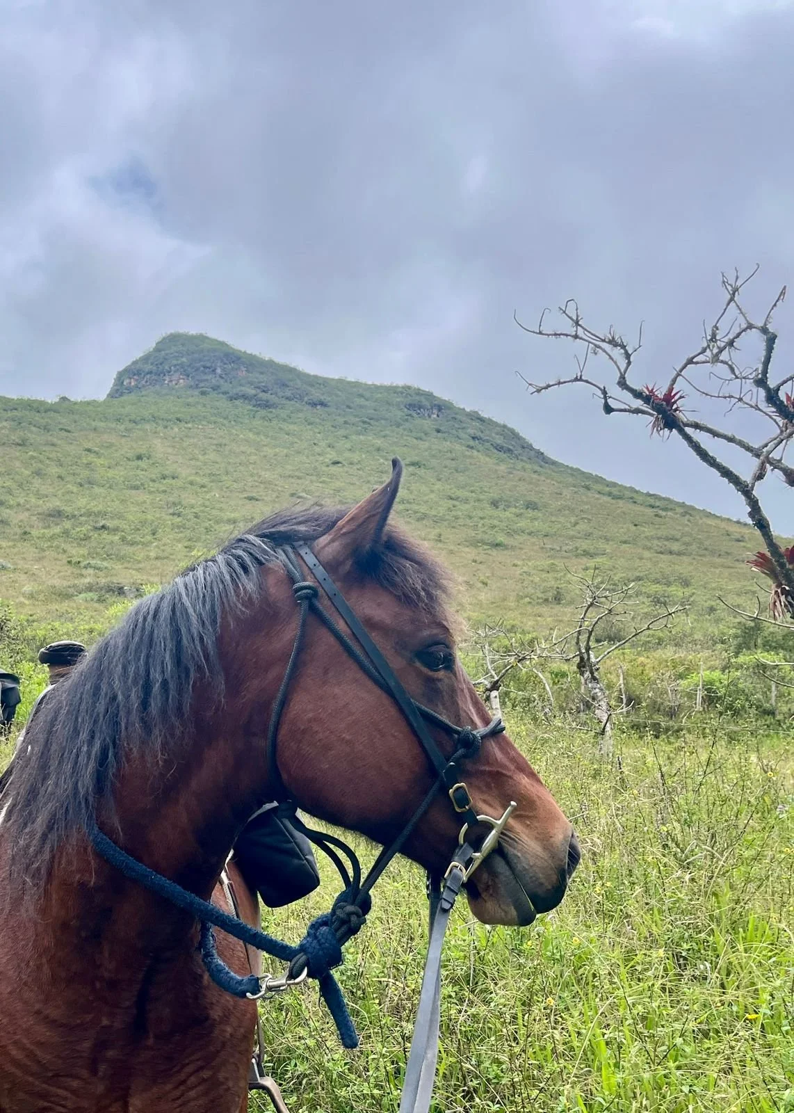 Profile of a brown horse with a black mane, wearing a bridle, standing in a grassy field with a green hill and cloudy sky in the background.