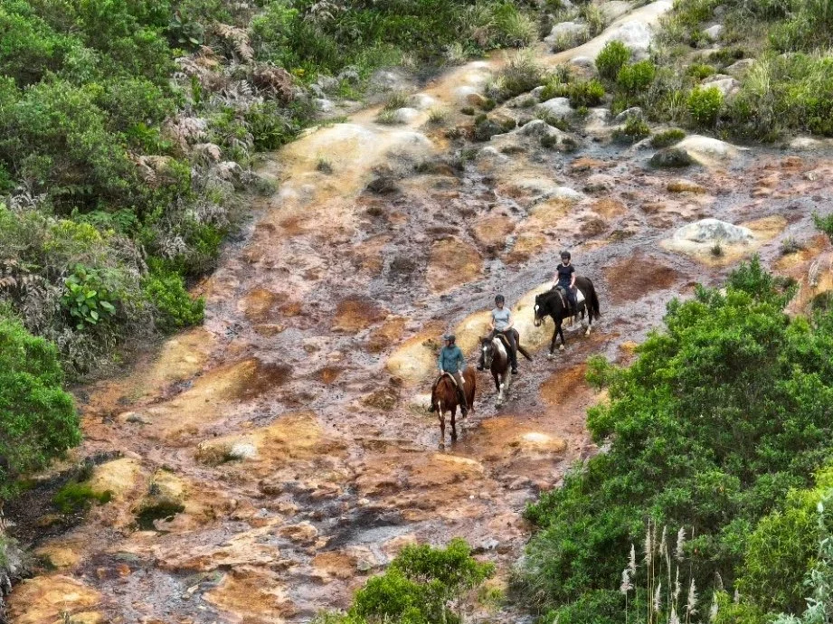 Four people riding horses along a rocky, rocky riverbed with lush green trees surrounding them.