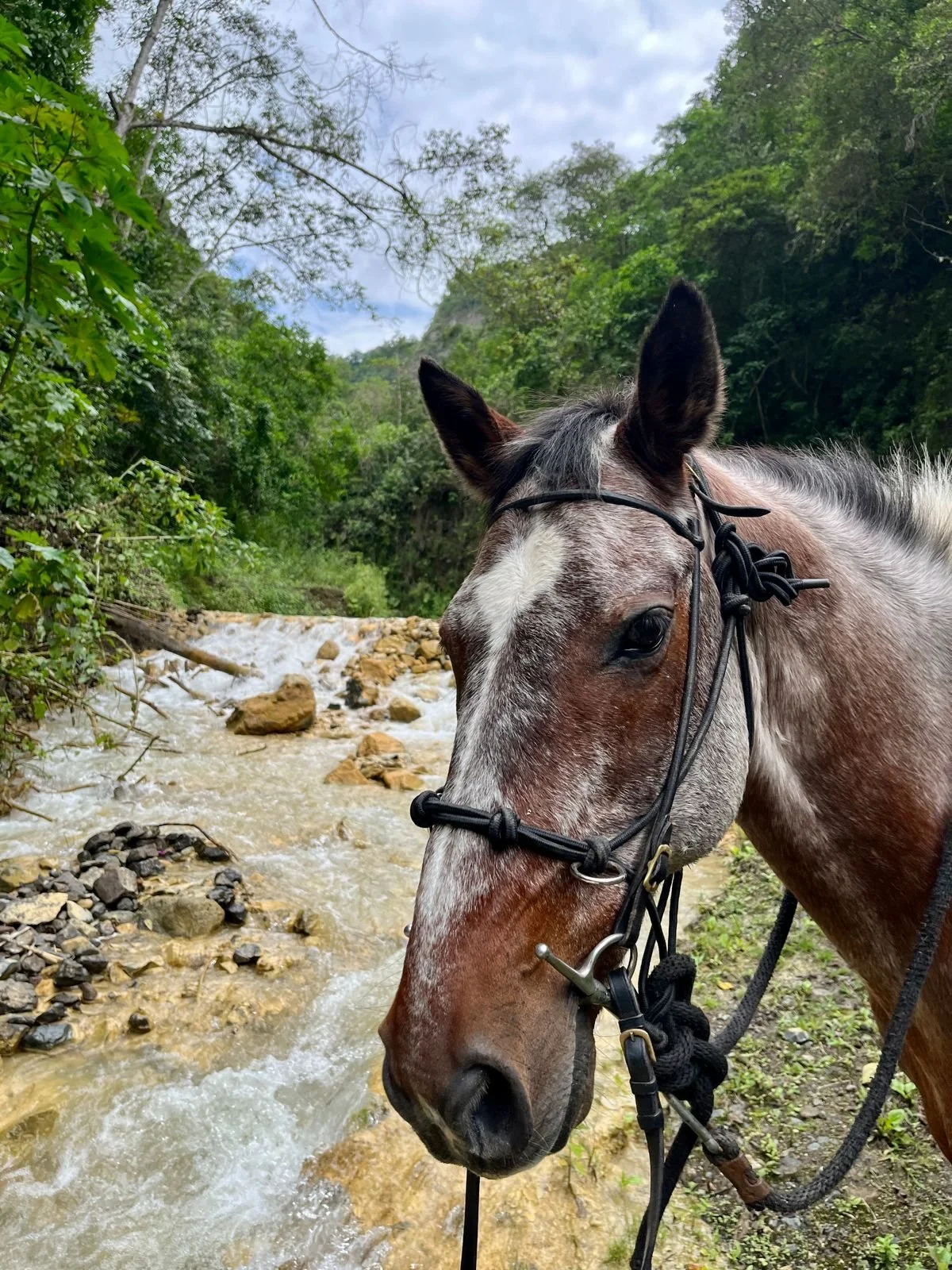 A brown and white horse with bridle standing near a rocky creek in a green forested area.