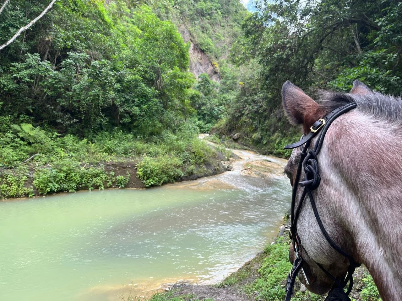 A horse wearing a bridle looking out over a river in a lush green forest.