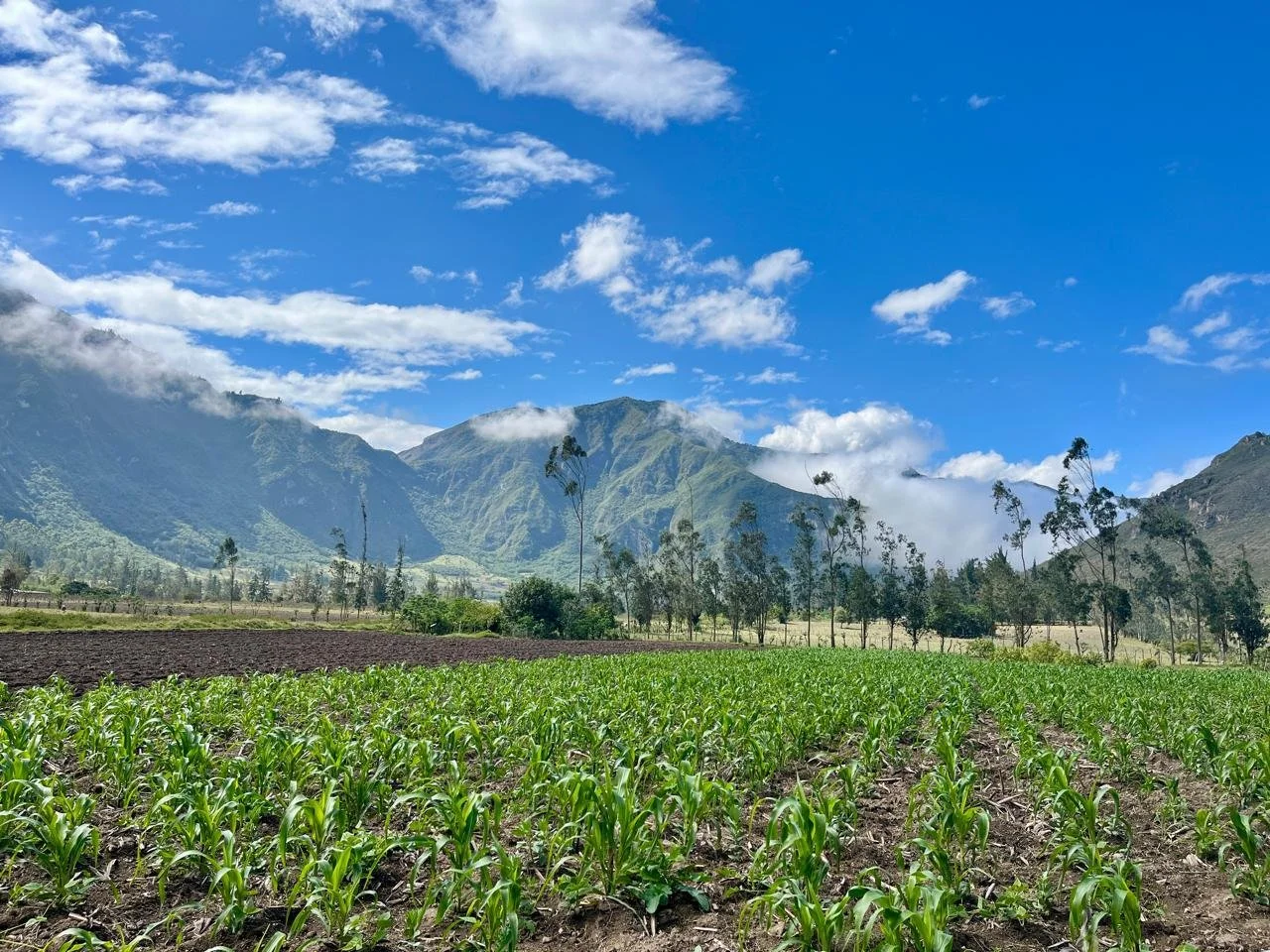 Agricultural field with young green crops in a valley surrounded by mountains and a partly cloudy blue sky.