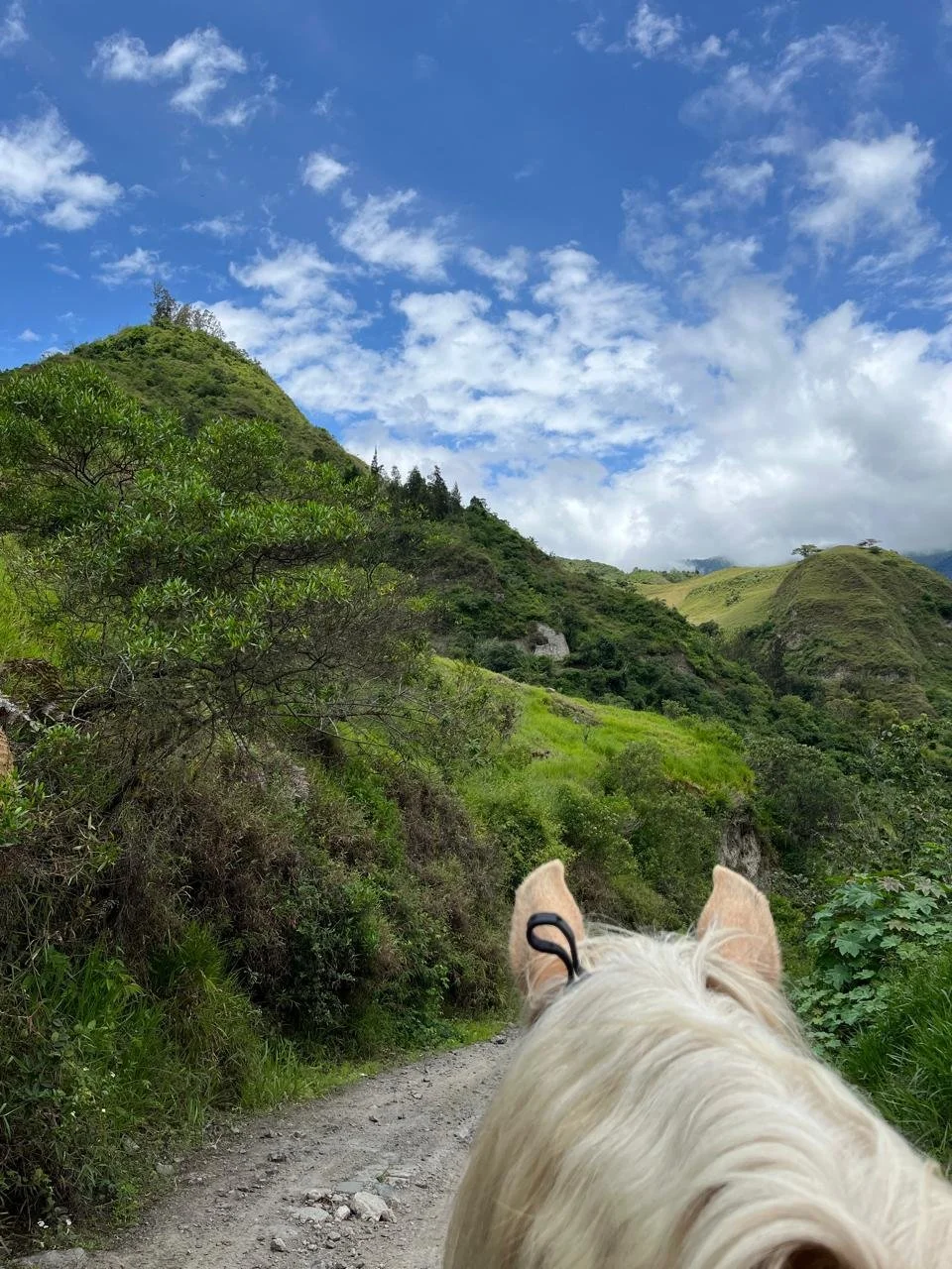 A scenic mountain trail surrounded by lush greenery with a clear blue sky and white clouds overhead, taken from behind a white dog on a leash.