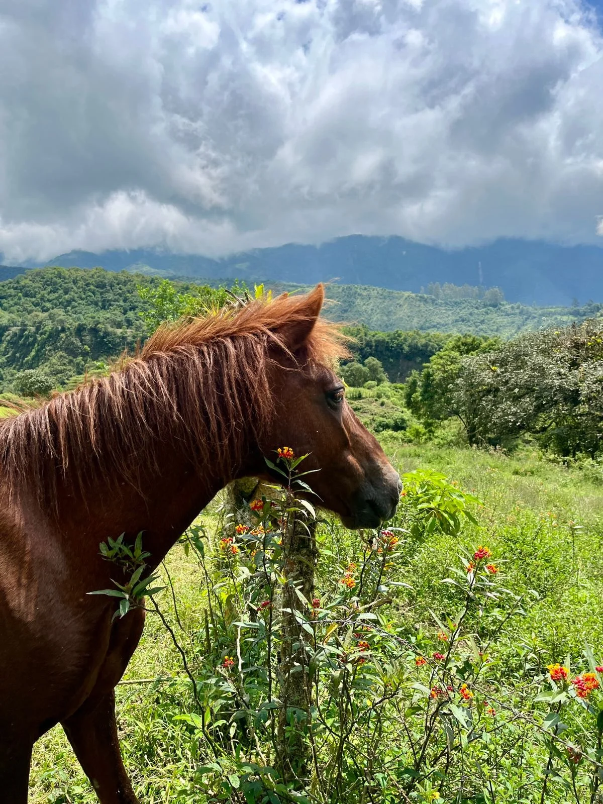 A brown horse grazing among green plants with mountains and cloudy sky in the background.