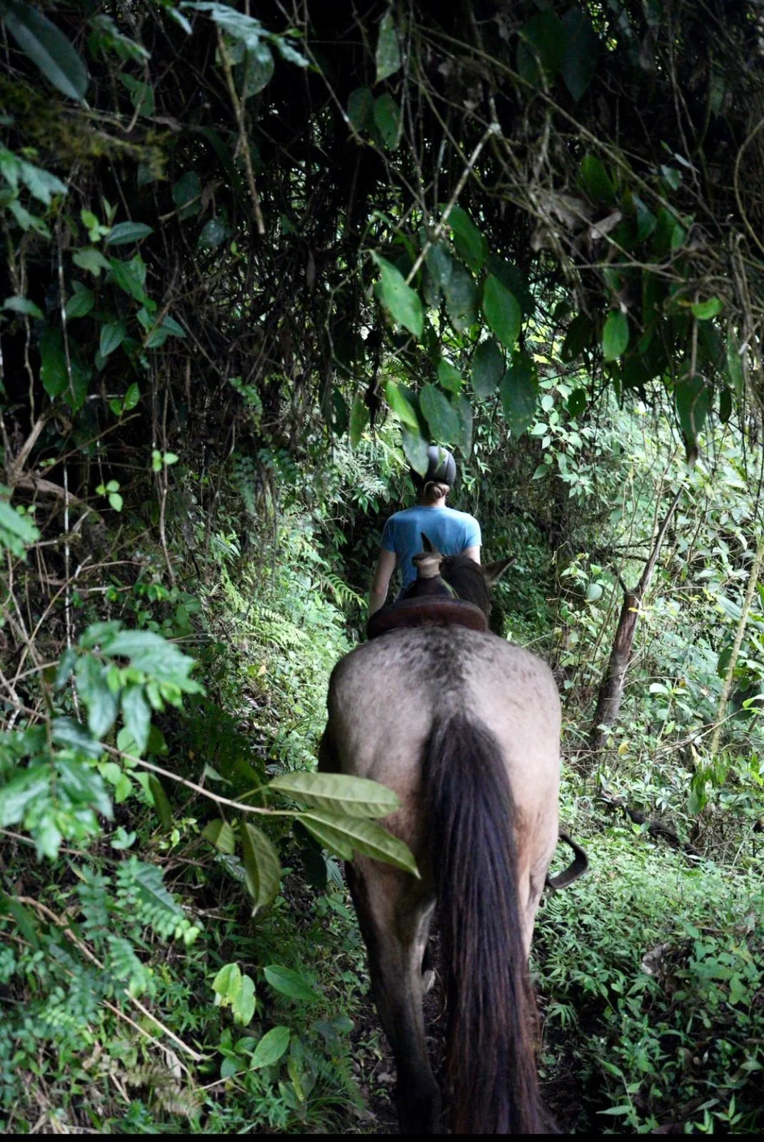 Person riding a horse through a dense jungle trail, surrounded by green foliage