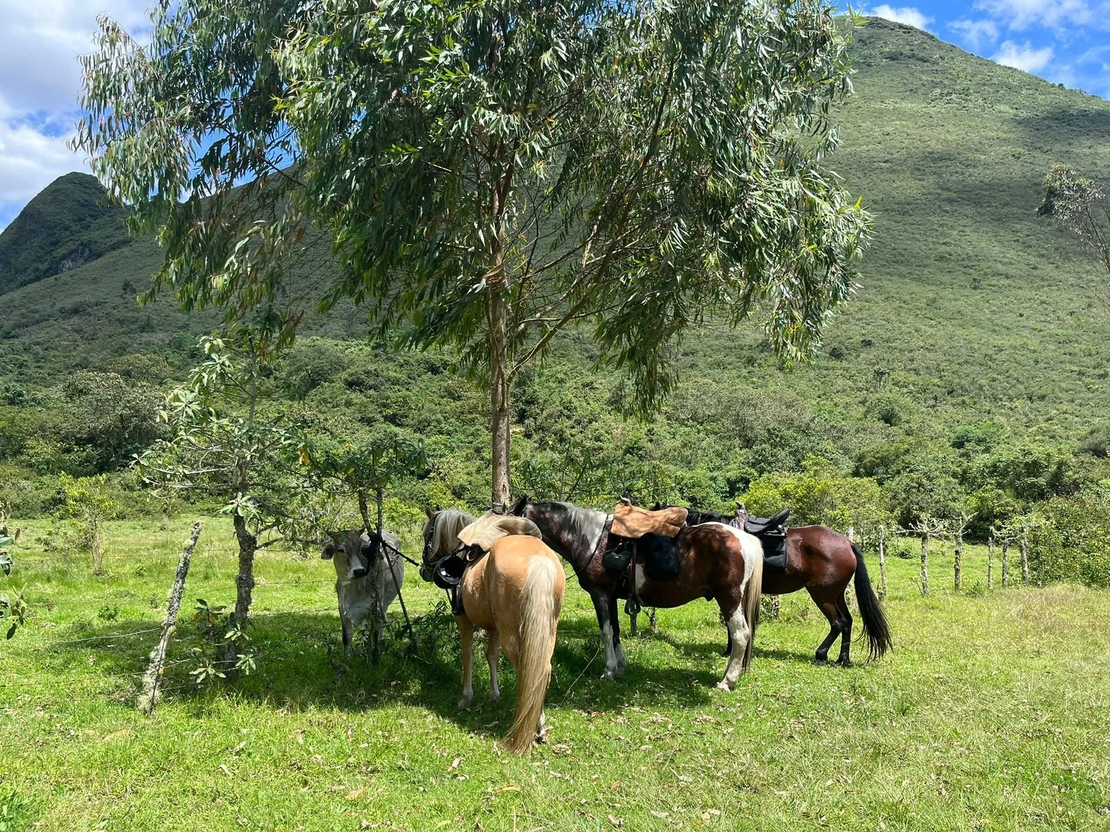 Four horses in a grassy field shaded by a large tree, with green hills or mountains in the background and a mostly cloudy sky.