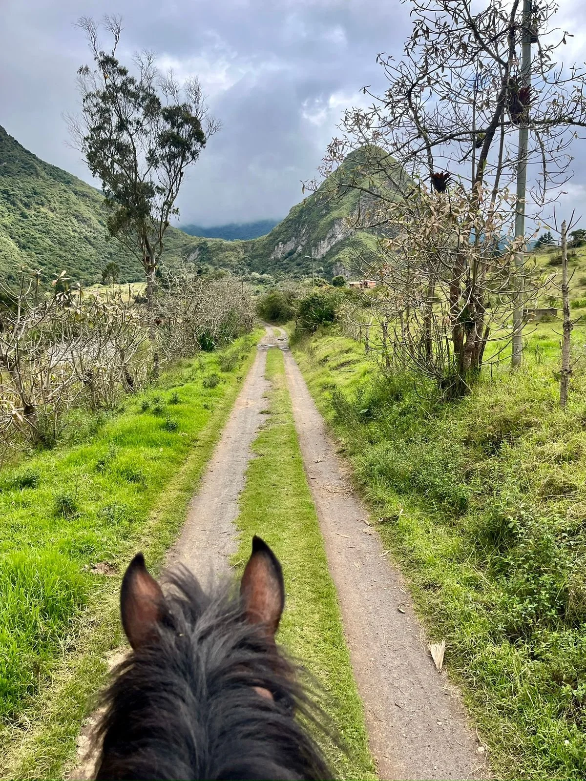 View from horseback riding trail showing green grass, trees, and mountains in the distance on a cloudy day.