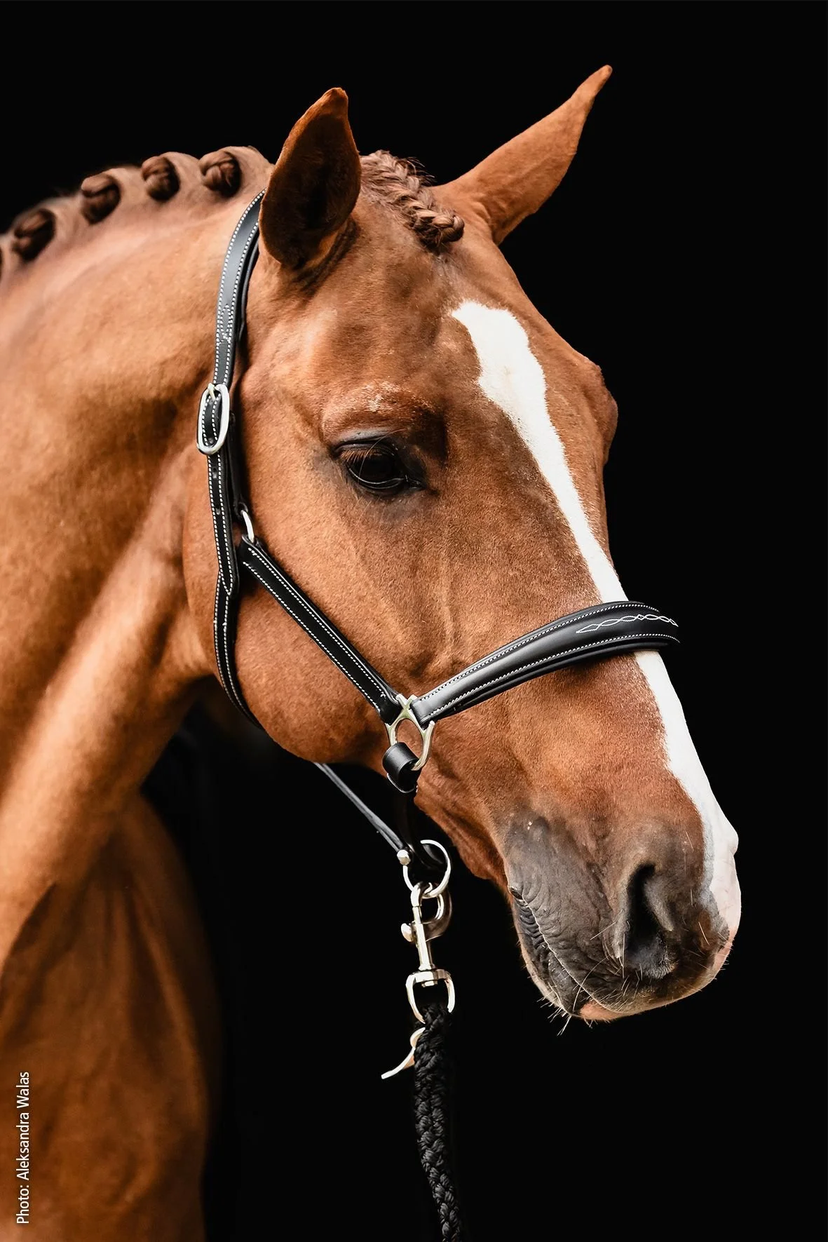 Frisco F Halter by Schockemöhle Sports