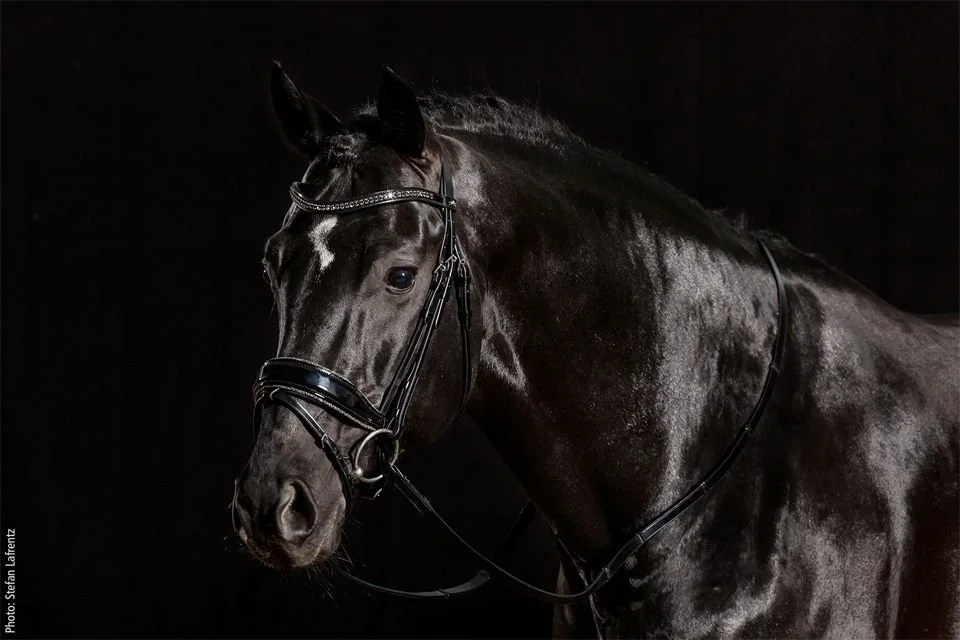Stanford Glam bridle by Schockemöhle Sports
