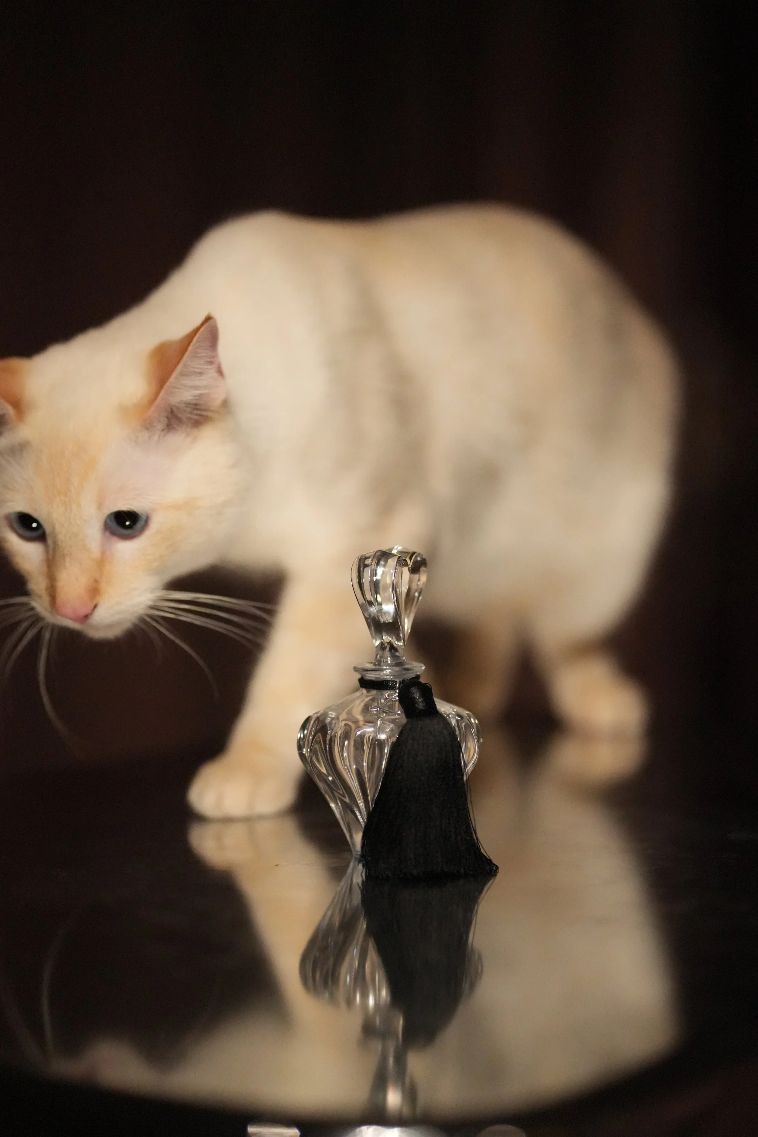 Crystal bottle elixir Cat.JPG