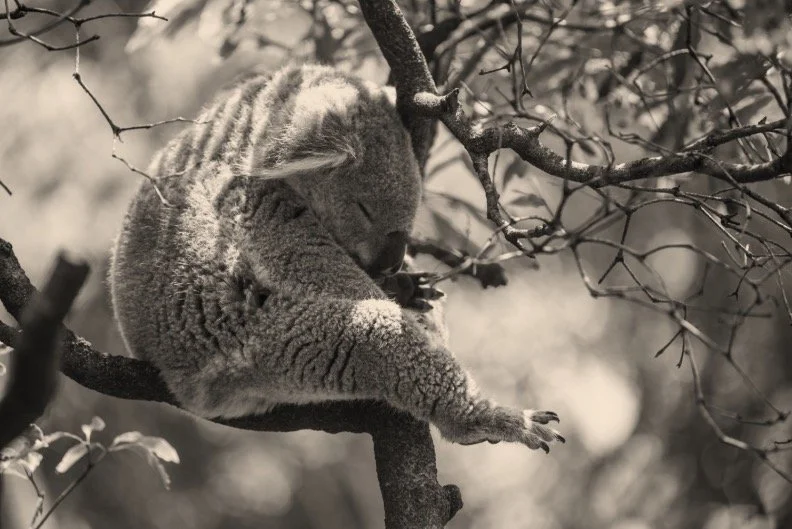 Notice the Baby Koalas