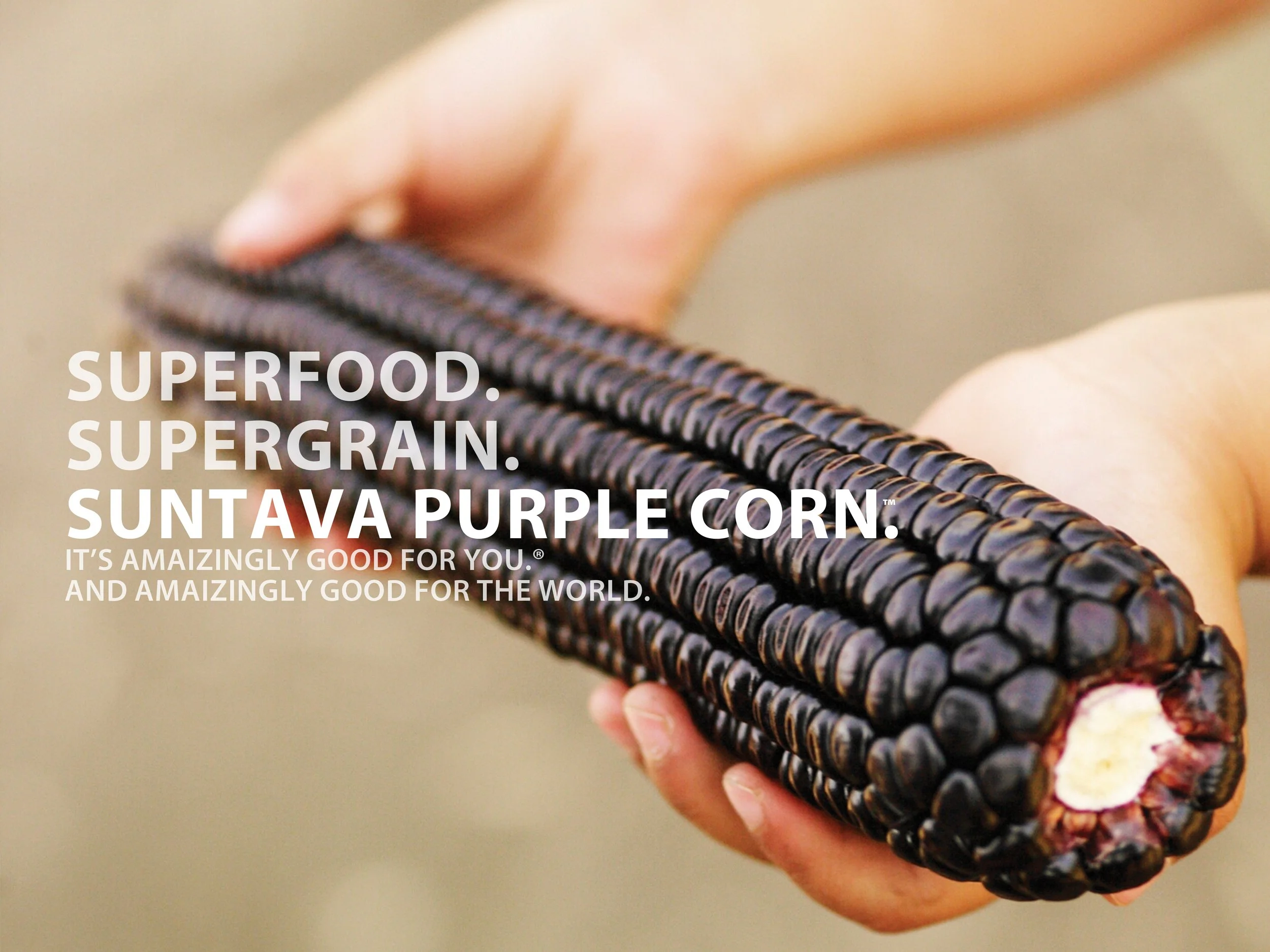 Suntava Purple Corn