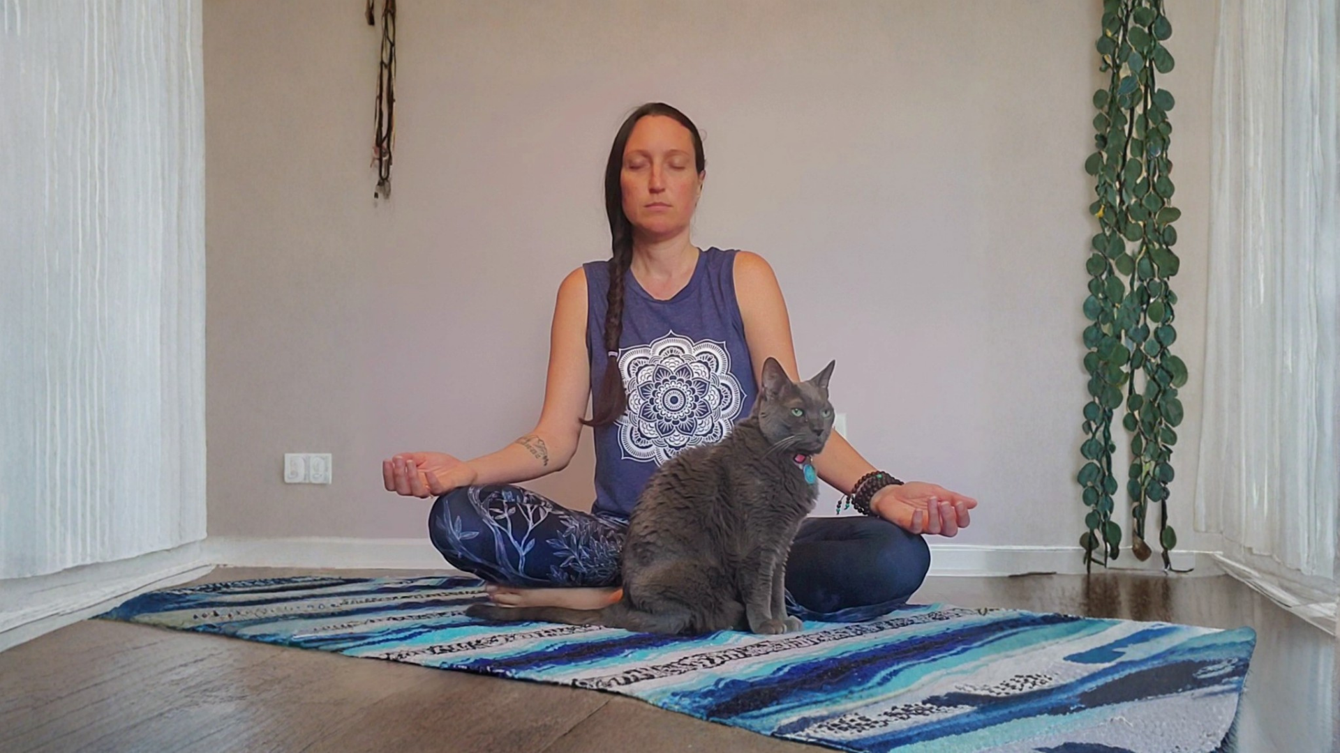 Animal Reiki Training | Indian Trail, NC