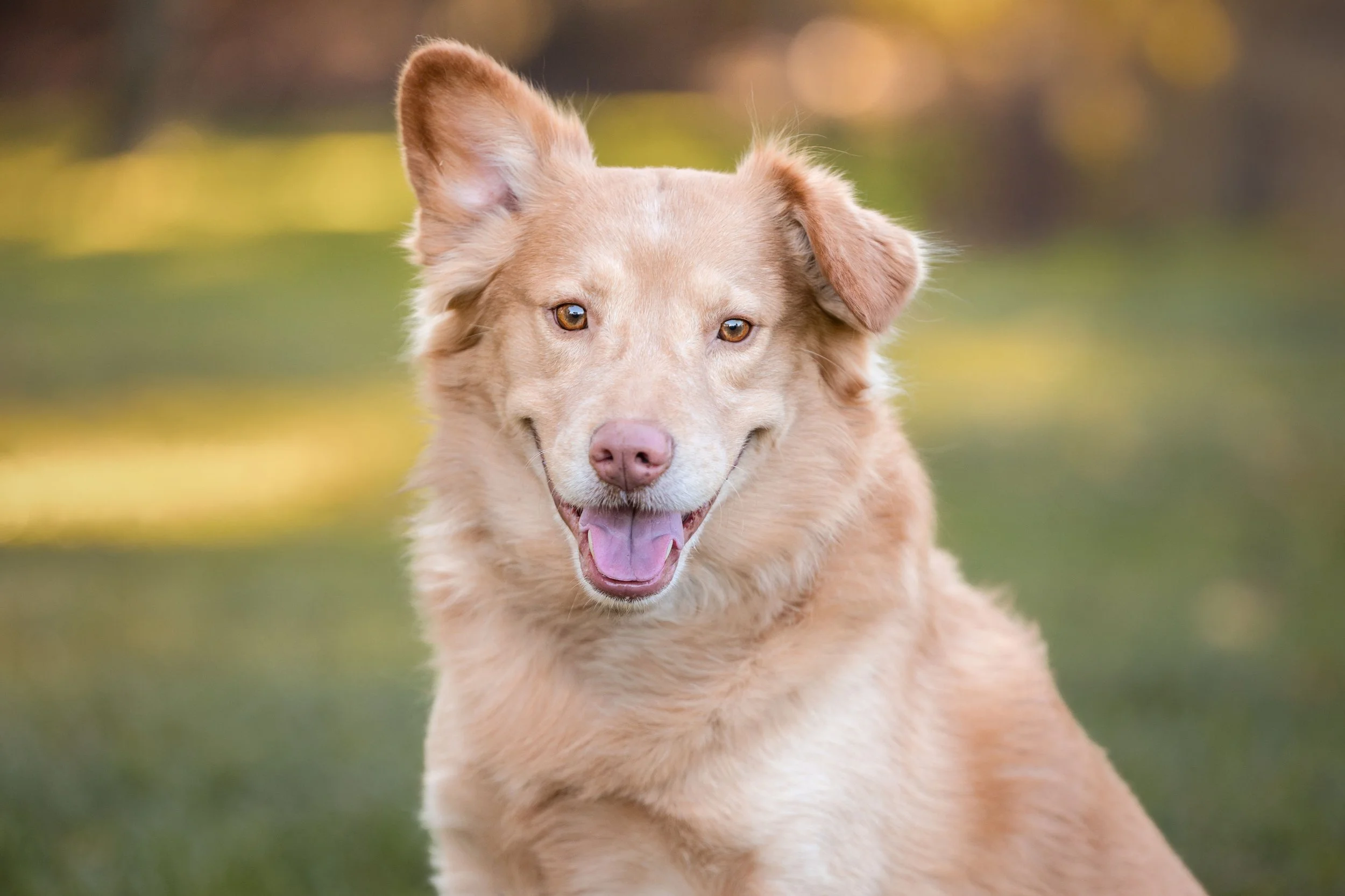 A happy golden-colored dog with one ear up and one ear flopped, sitting outdoors on grass with a blurred natural background.