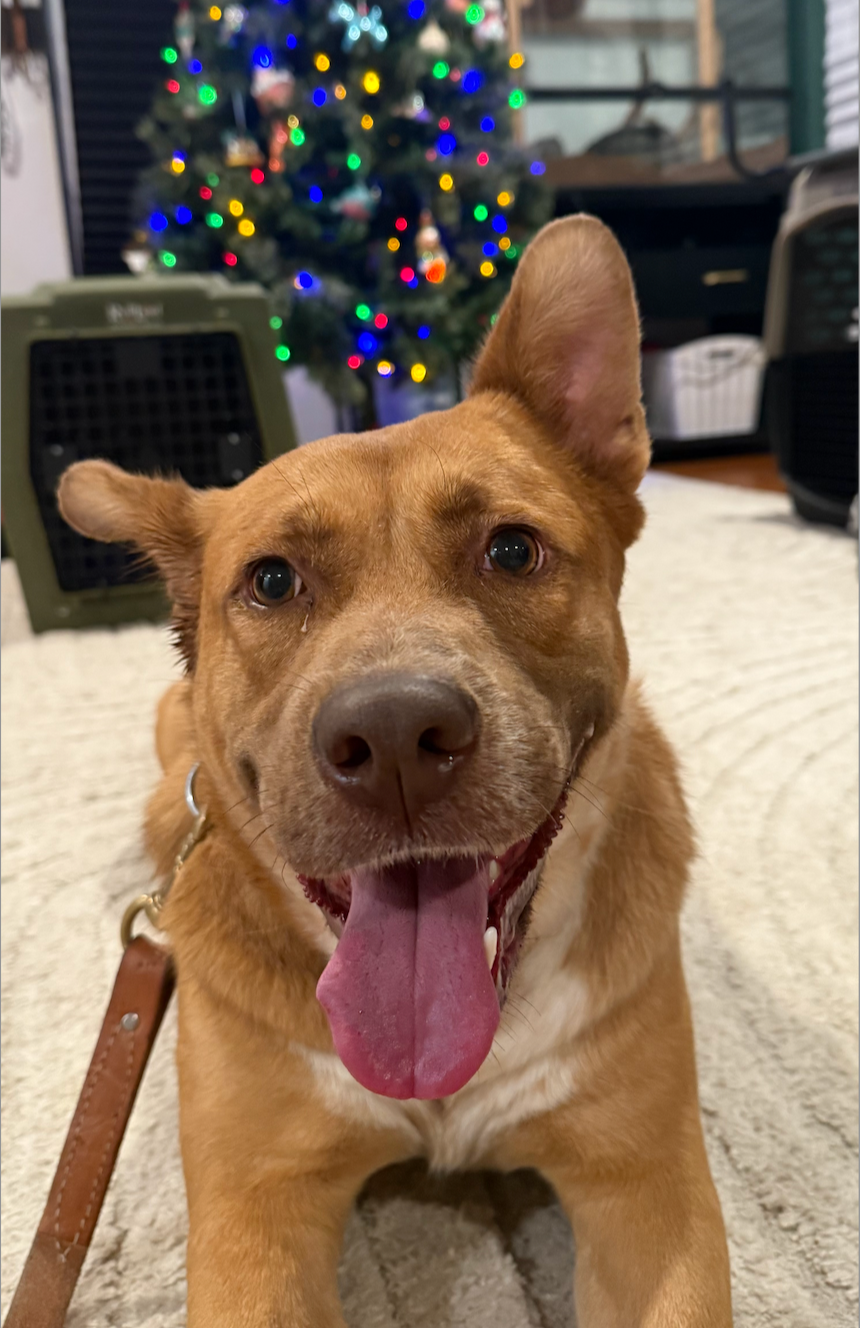 Honey - Available Soon