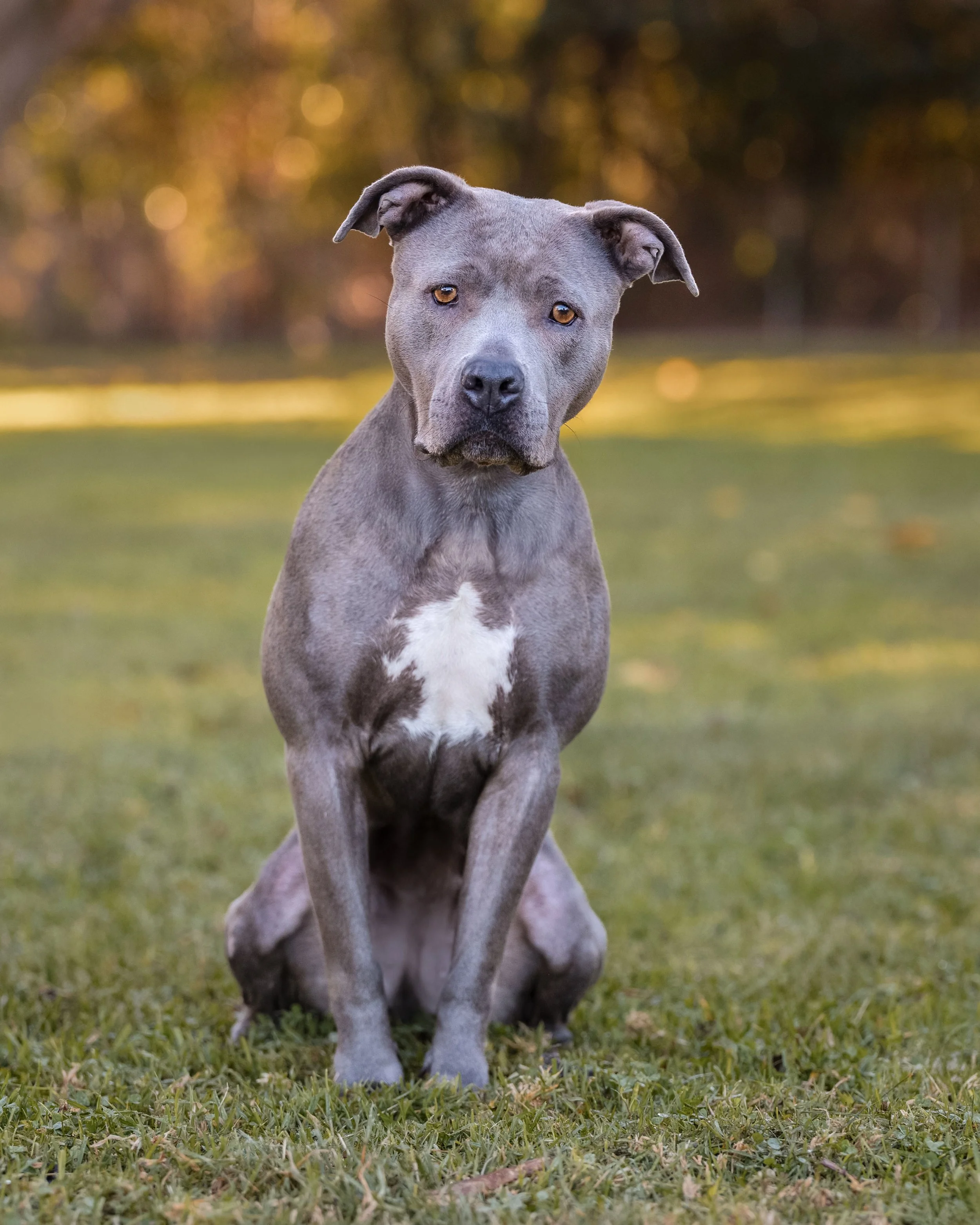 A gray pit bull dog with a white patch on its chest sitting on grass with blurry trees in the background.