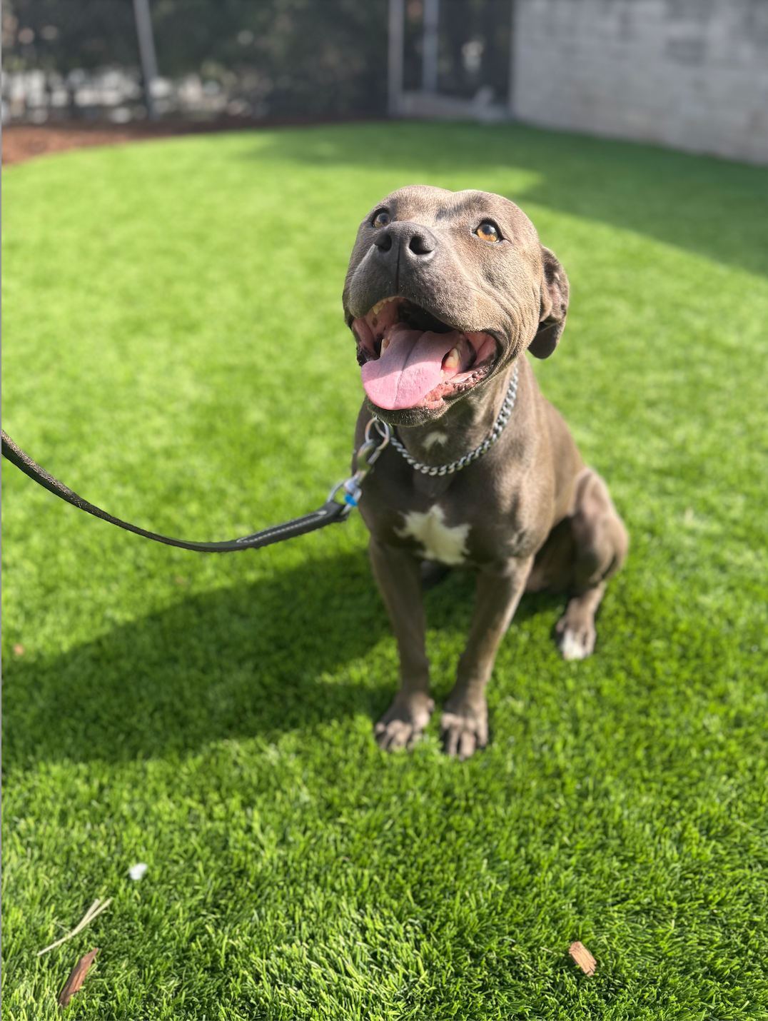 Lemon - Available Soon